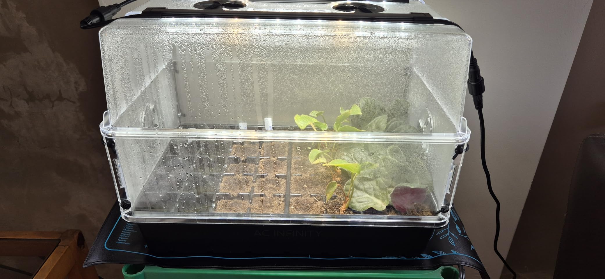 AC Infinity Heavy-Duty Humidity Dome 5x8 Germination Kit, Full Spectrum LED Grow Light Bars w/Samsung LM301H EVO LEDs, Heat Mat, 3 mm Thickest Dome, Trays, Vented Panels, for Seed Starting customer photo 2