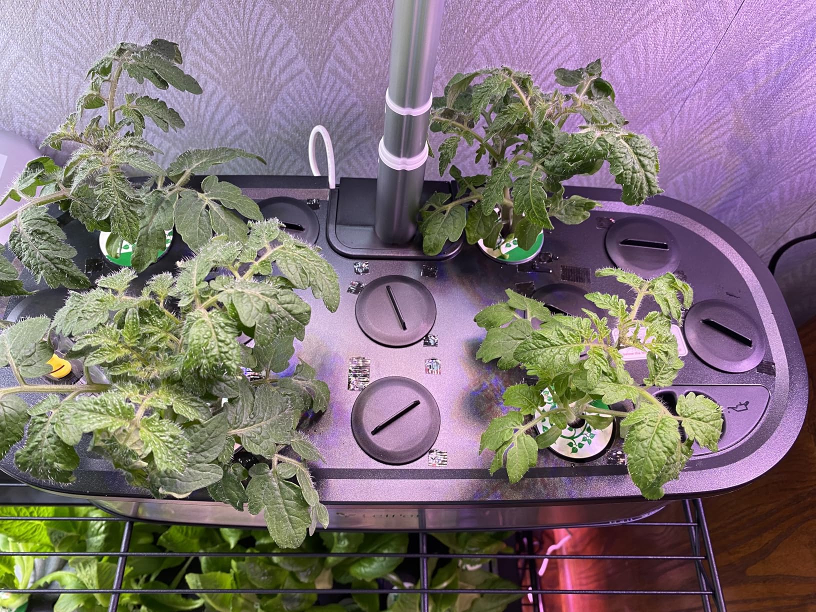 LetPot LPH-SE Hydroponics Growing System, 12 Pods Smart Herb Garden Kit Indoor, APP & WiFi Controlled, with 24W Growing LED, 5.5L Water Tank, Pump System, Automatic Timer customer photo 2