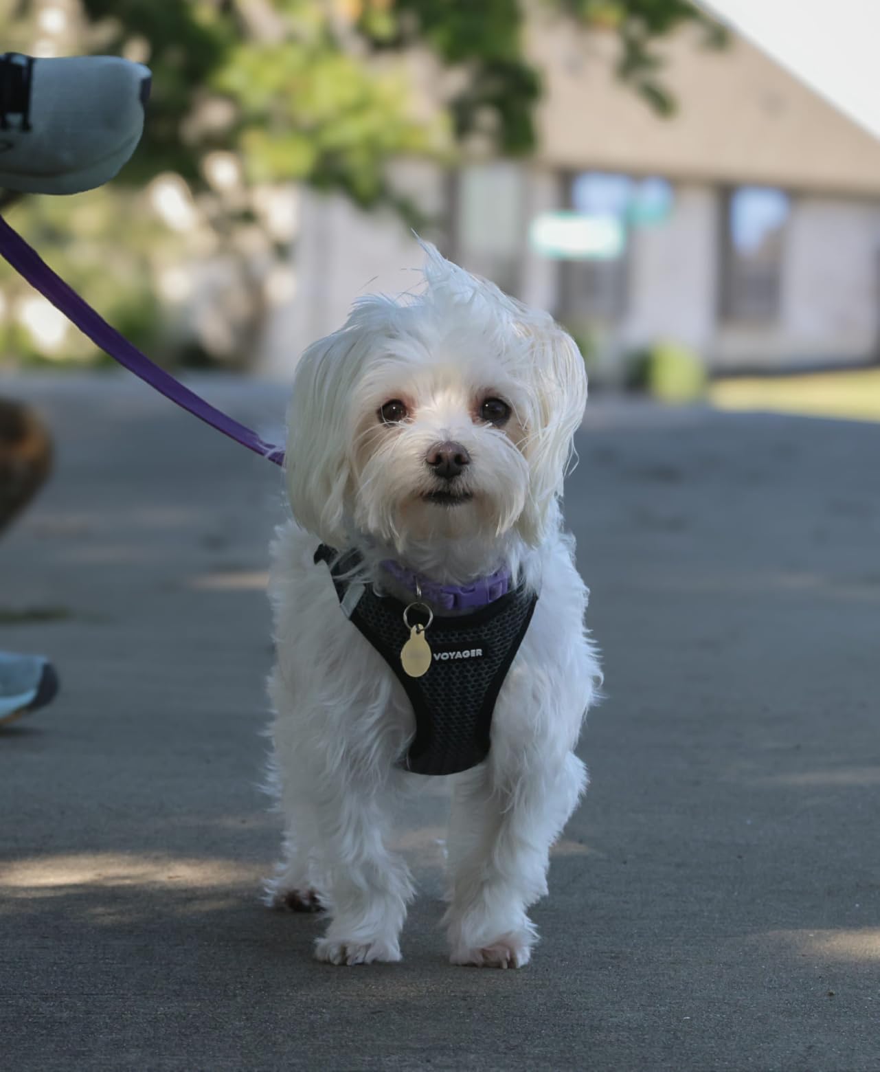 Canon EOS R6 Mark II Mirrorless Camera RF24-105mm F4-7.1 is STM Lens Kit, Full-Frame Hybrid Camera, 24.2 Megapixel CMOS Sensor, Photo and Video Capabilities, Black customer photo 1