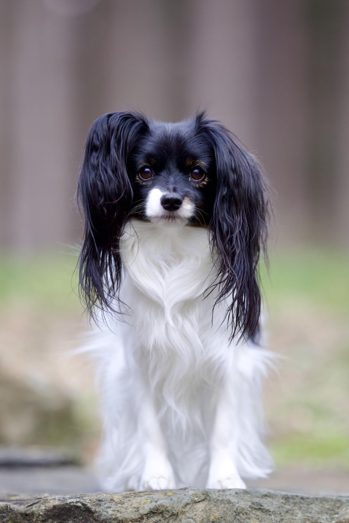 Canon RF135mm F1.8 L IS USM Telephoto Prime Lens customer photo 1