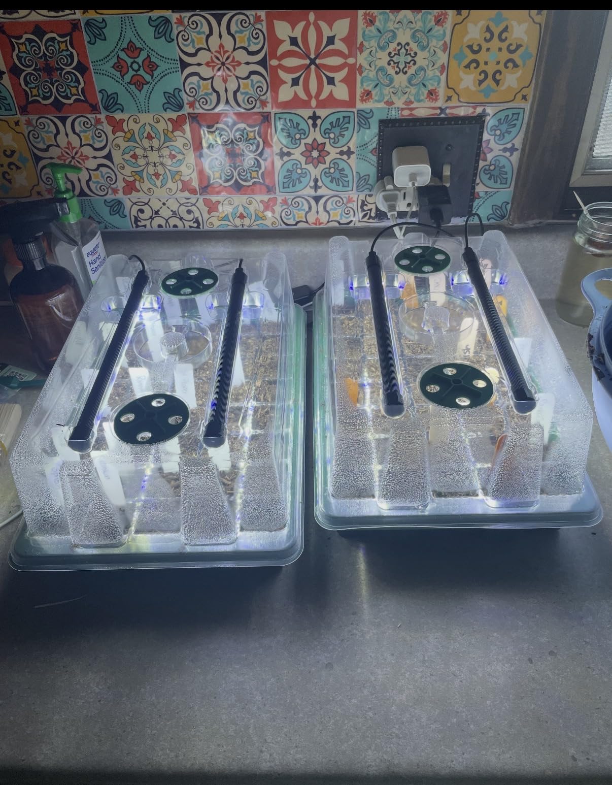 BlumWay Seed Starter Tray with Grow Light,2 Pack 80 Cells Seedling Tray Kit with Humidity Dome/Indoor Plant Starter Kit, Adjustable Brightness Plant Germination Trays-Green customer photo 1