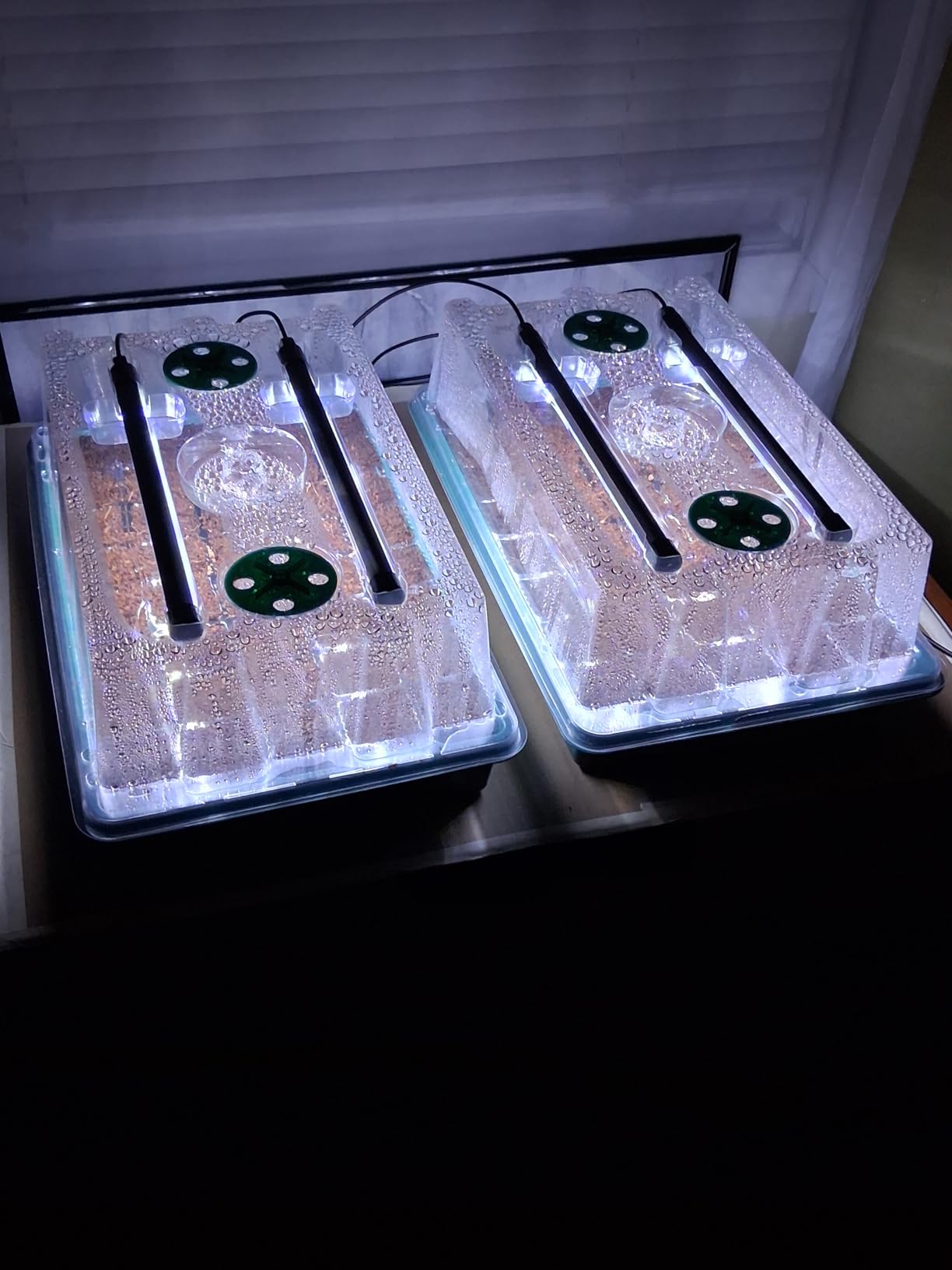 BlumWay Seed Starter Tray with Grow Light,2 Pack 80 Cells Seedling Tray Kit with Humidity Dome/Indoor Plant Starter Kit, Adjustable Brightness Plant Germination Trays-Green customer photo 2