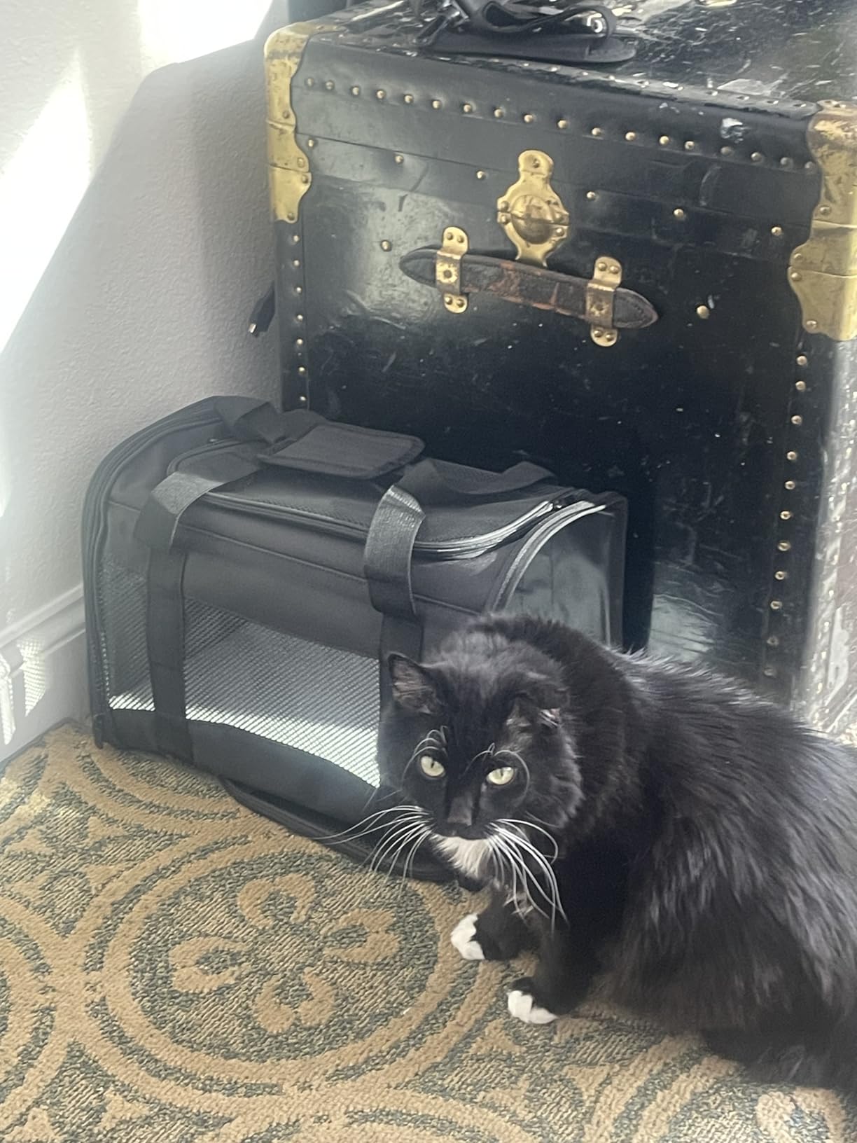 Cat Carrying Case Pet Dog Carrier Soft-Sided Cat Bag Airline Approved, Pet Travel Carrier Up to 15 Lbs, Collapsible Cats Carrier Dog Carrier for Medium Small Cats Dogs(17x11x11 Green) customer photo 1
