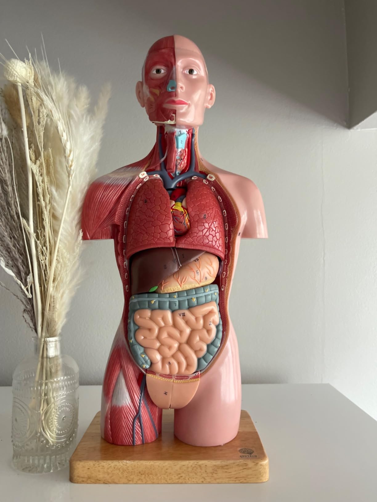 EVOTECH SCIENTIFIC 2025 New Human Body Deluxe Musculature Model, 16 Pcs Removable 17 inch Human Torso Anatomy Model with Heart Head Skull Brain Skeleton Model for Medical Student, Lab & Classroom Use customer photo 1