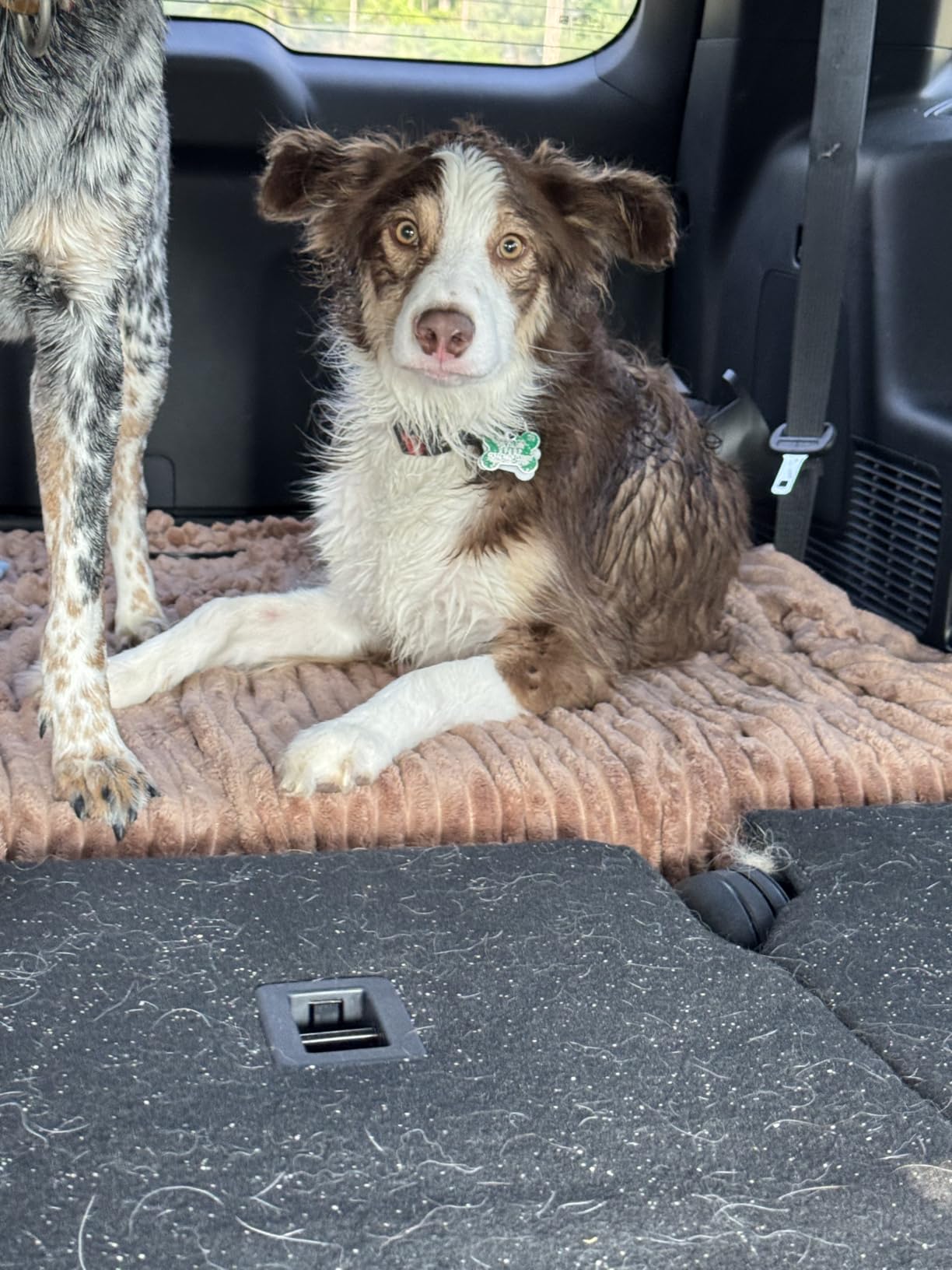 Bedsure GentleSoft Electric Blanket King Size - Soft Ribbed Flannel Heated Blanket with Dual Control, Heating with 10 Heat Settings & 10 Time Settings, 8 hrs Timer Auto Shut Off (90x100 inches, Grey) customer photo 1