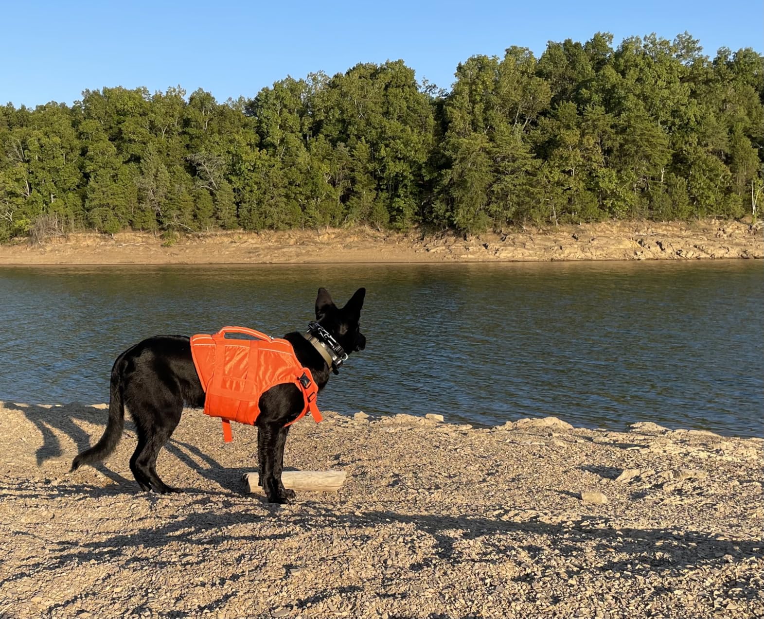 Kuoser Dog Life Jacket High Flotation, Reflective Dogs Life Vest for Swimming Boating, Adjustable Small Medium Large Dog lifejacket, Lightweight Dogs Life Preserver Rescue Handle Spring Summer Pool customer photo 2