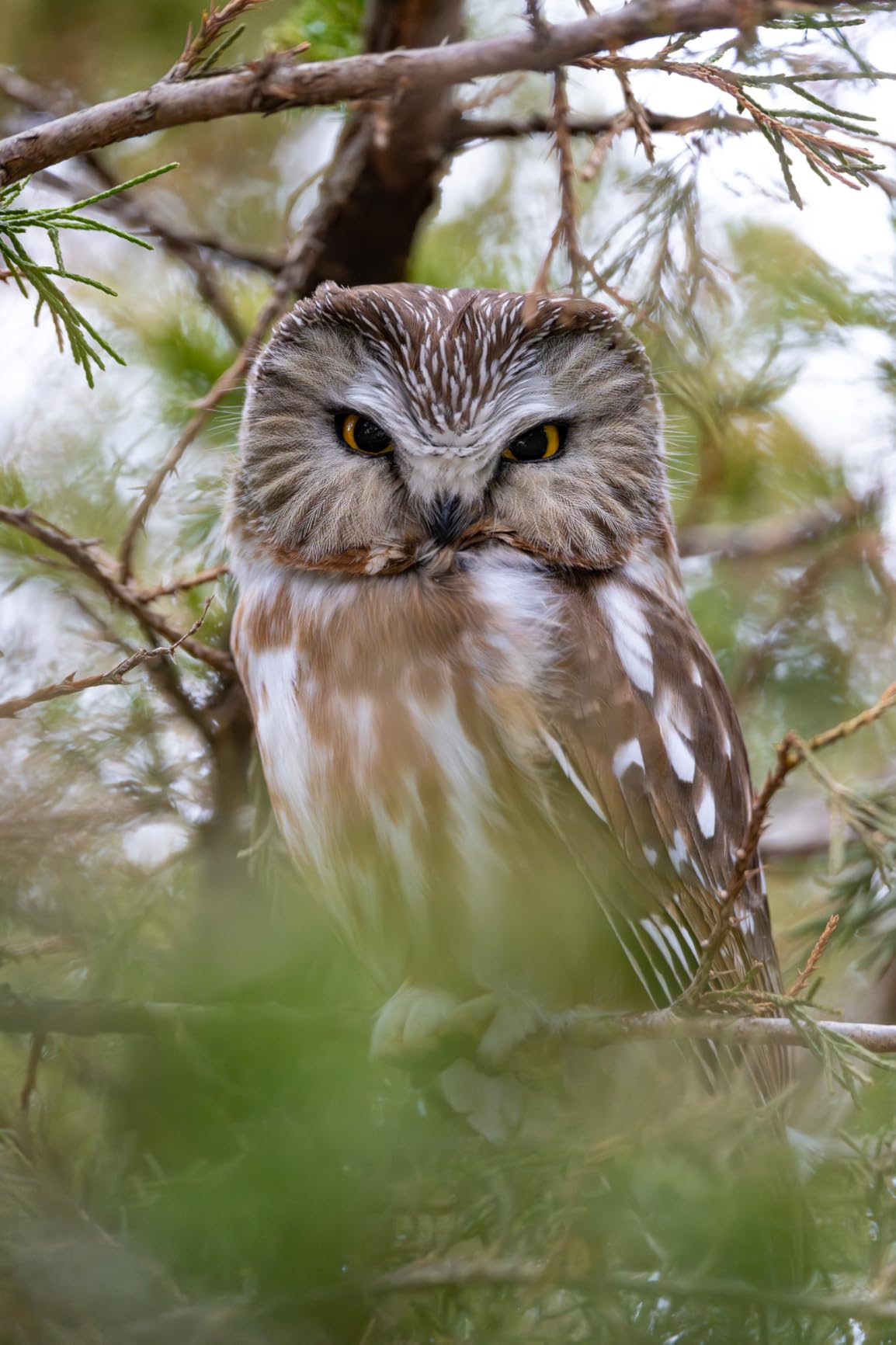 Pulsar Axion 2 LRF Thermal Monocular customer photo 1