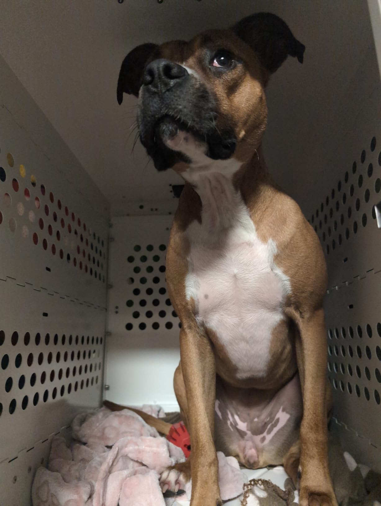 Heavy Duty Fully Collapsible Powder-Coated Aluminum Dog Crate - Large customer photo 1