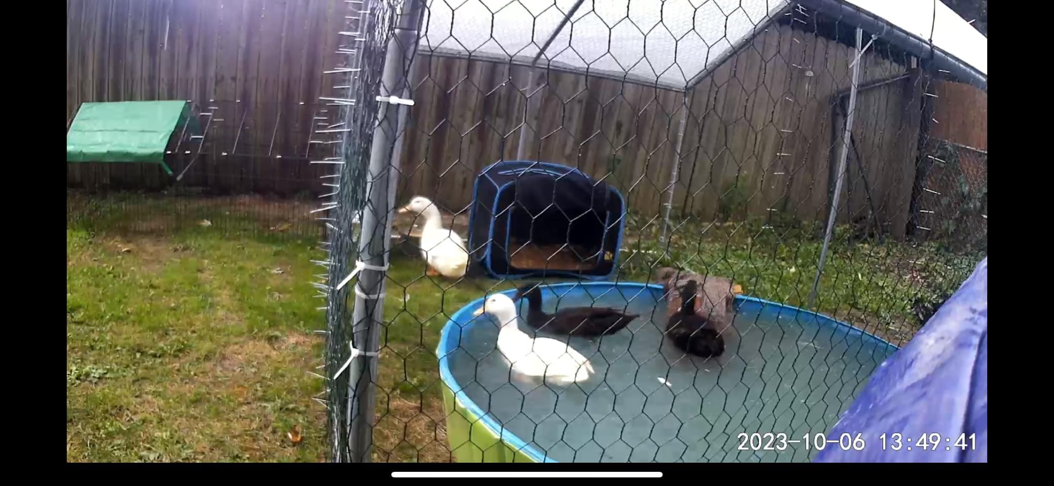 Large Metal Chicken Coop Walk-in Chicken Run with Waterproof Cover Outdoor Backyard Farm Anti-UV Spire Shaped Cage for Poultry, Ducks, and Rabbits(9.8' L x 9.8' W x 6.5' H) customer photo 2