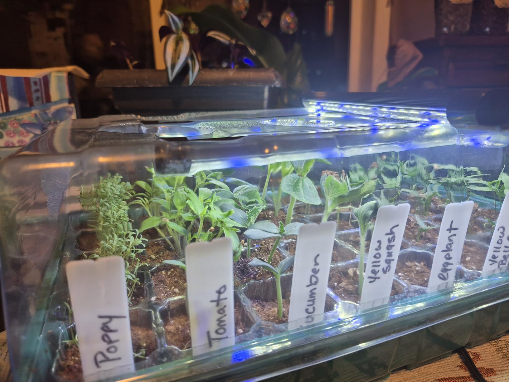 Sondiko Seed Starter Tray with Grow Light, 80 Cells Seed Starter Kit with Humidity Dome, Adjustable Brightness Plant Starter Trays, Indoor Plants Germination Kit(2 Pack) customer photo 1