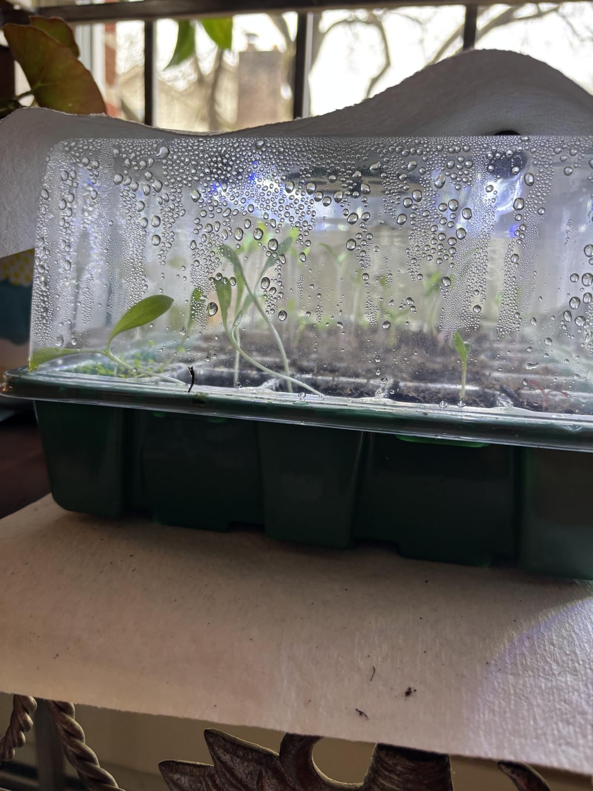 Sondiko Seed Starter Tray with Grow Light, 80 Cells Seed Starter Kit with Humidity Dome, Adjustable Brightness Plant Starter Trays, Indoor Plants Germination Kit(2 Pack) customer photo 2