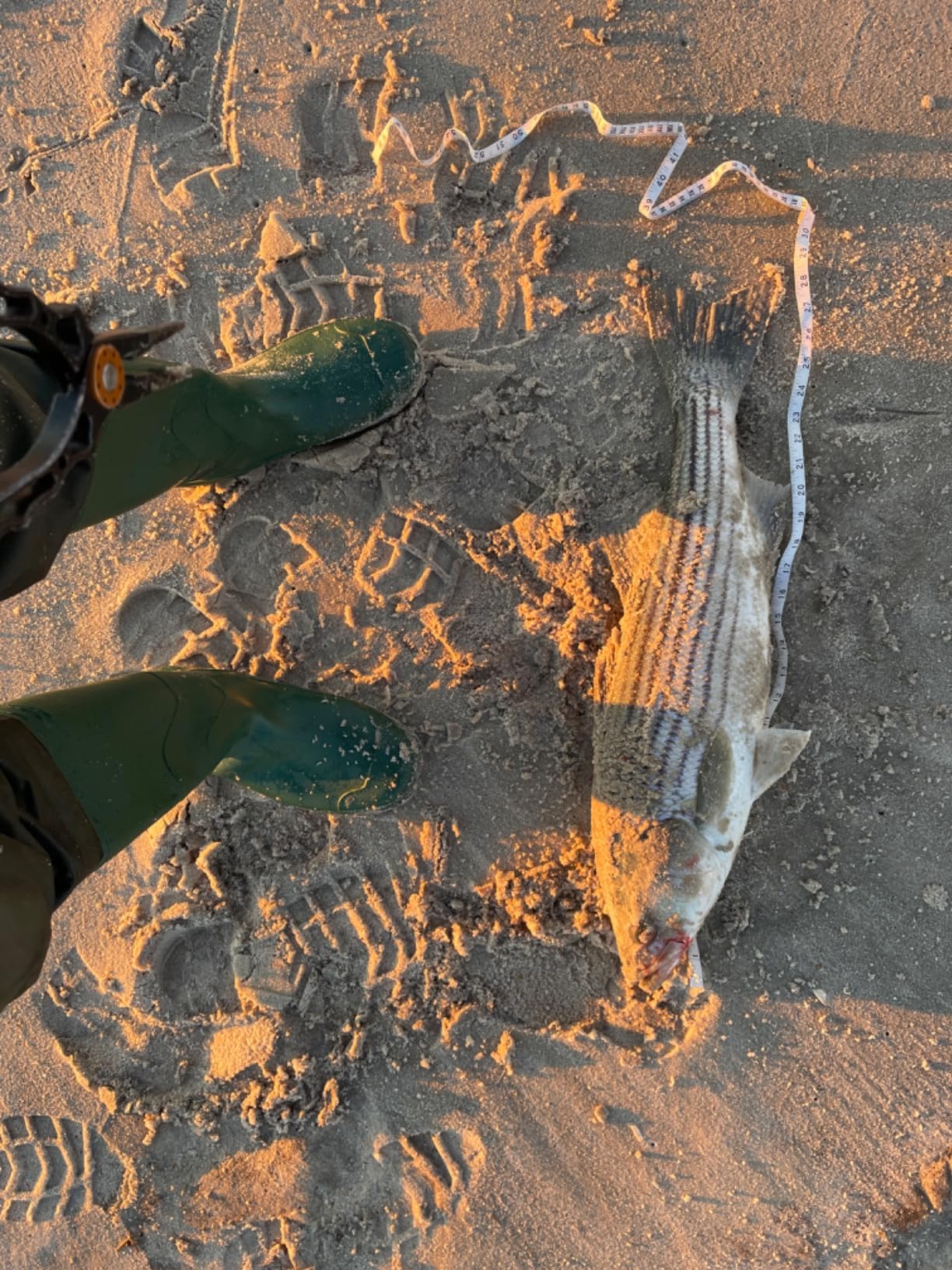 Shimano 23 Sedona Spinning Reel 500 - C5000XG customer photo 1