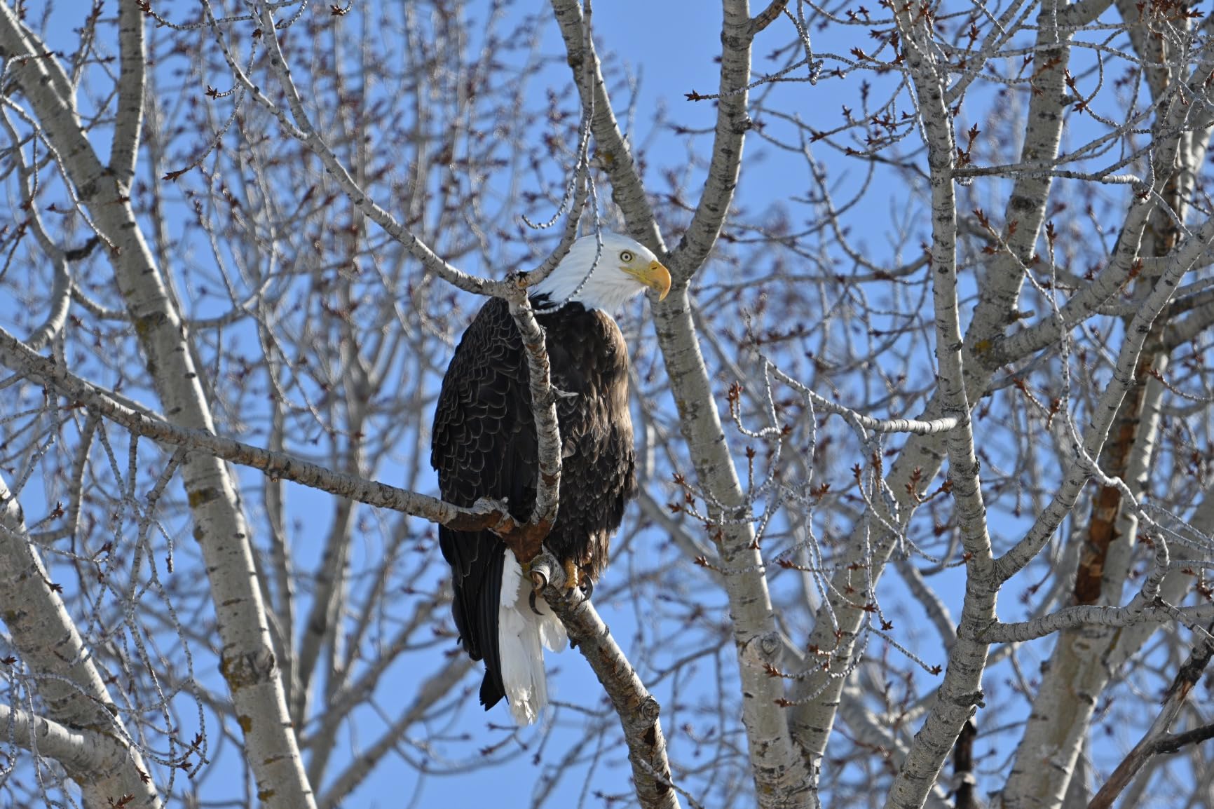 Nikon NIKKOR Z 180-600mm f/5.6-6.3 VR, 1 Count (Pack of 1) customer photo 1