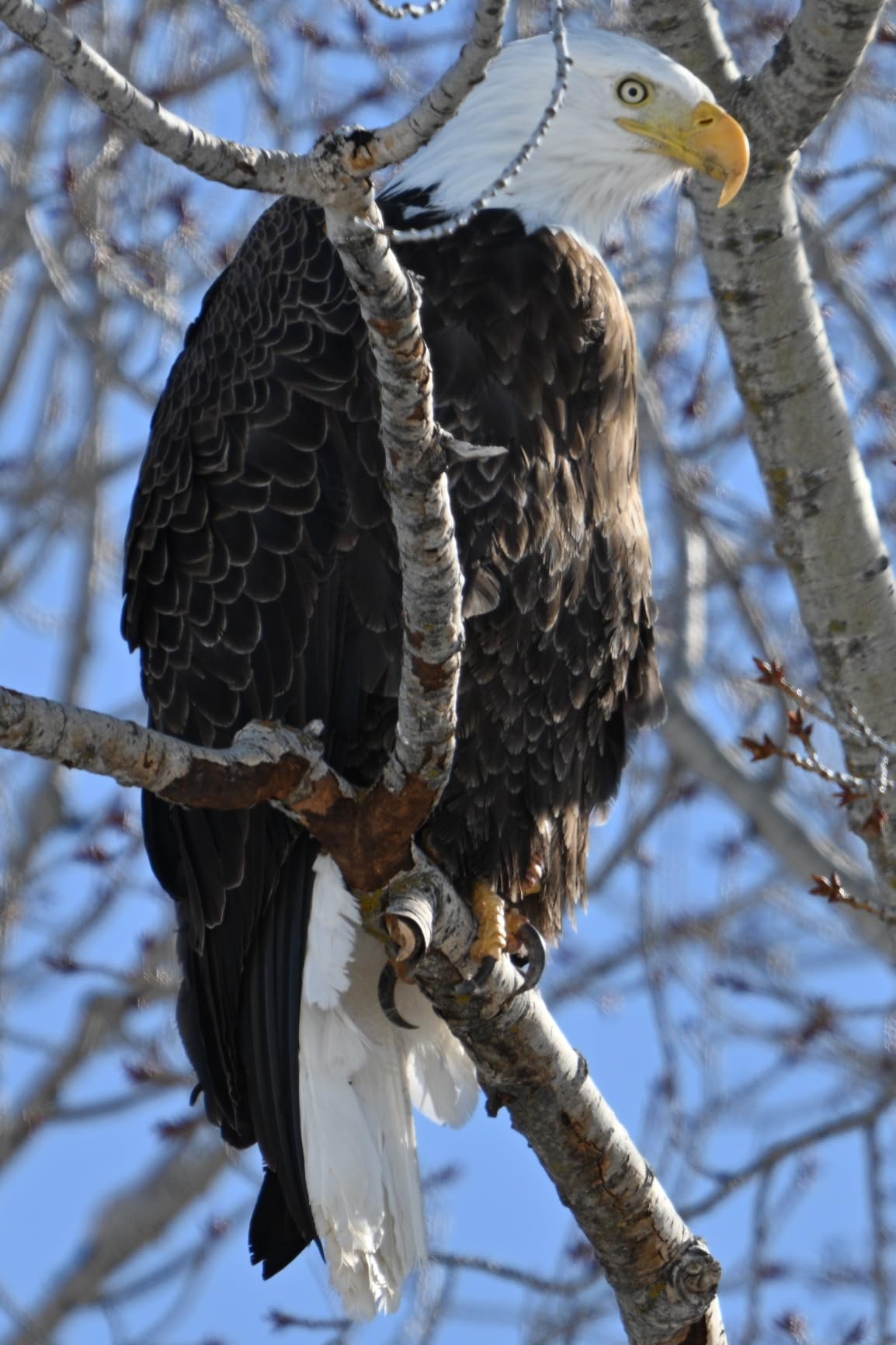 Nikon NIKKOR Z 180-600mm f/5.6-6.3 VR, 1 Count (Pack of 1) customer photo 2