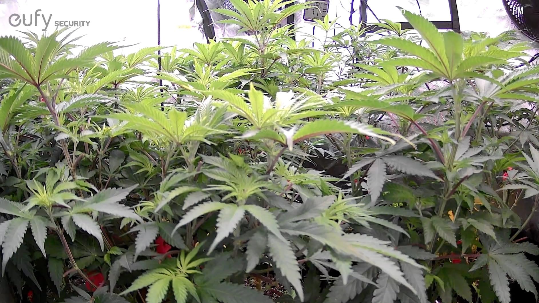 eufy Security Solo IndoorCam P24 4MP Pan & Tilt Wi-Fi Security Indoor Camera with Night Vision (Renewed) customer photo 1