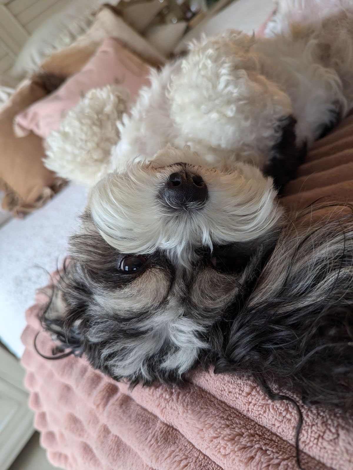 BISSELL Little Green HydroSteam Multi-Purpose Portable Carpet and Upholstery Cleaner, Car and Auto Detailer, 3618 customer photo 1