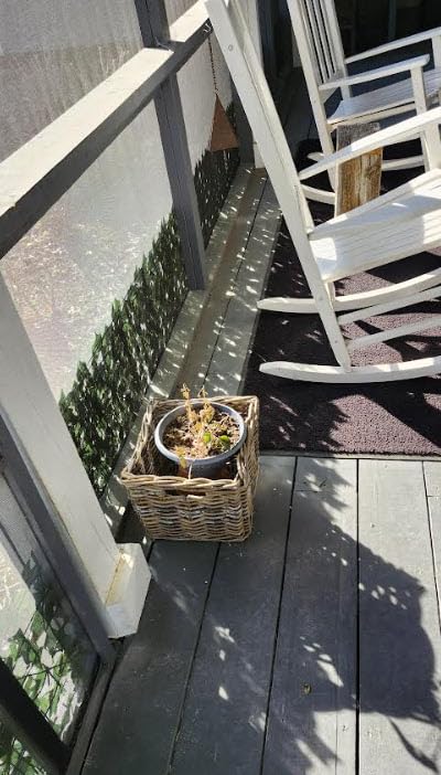 ODTORY Artificial Ivy Privacy Screen Fence Panel, Green 40 X 120 in | UV-Anti Faux Greenery Backdrop, Fake Vine Leaf Hedges Background, Patio/Balcony/Garden/Backyard, Indoor Outdoor Green Decor customer photo 1