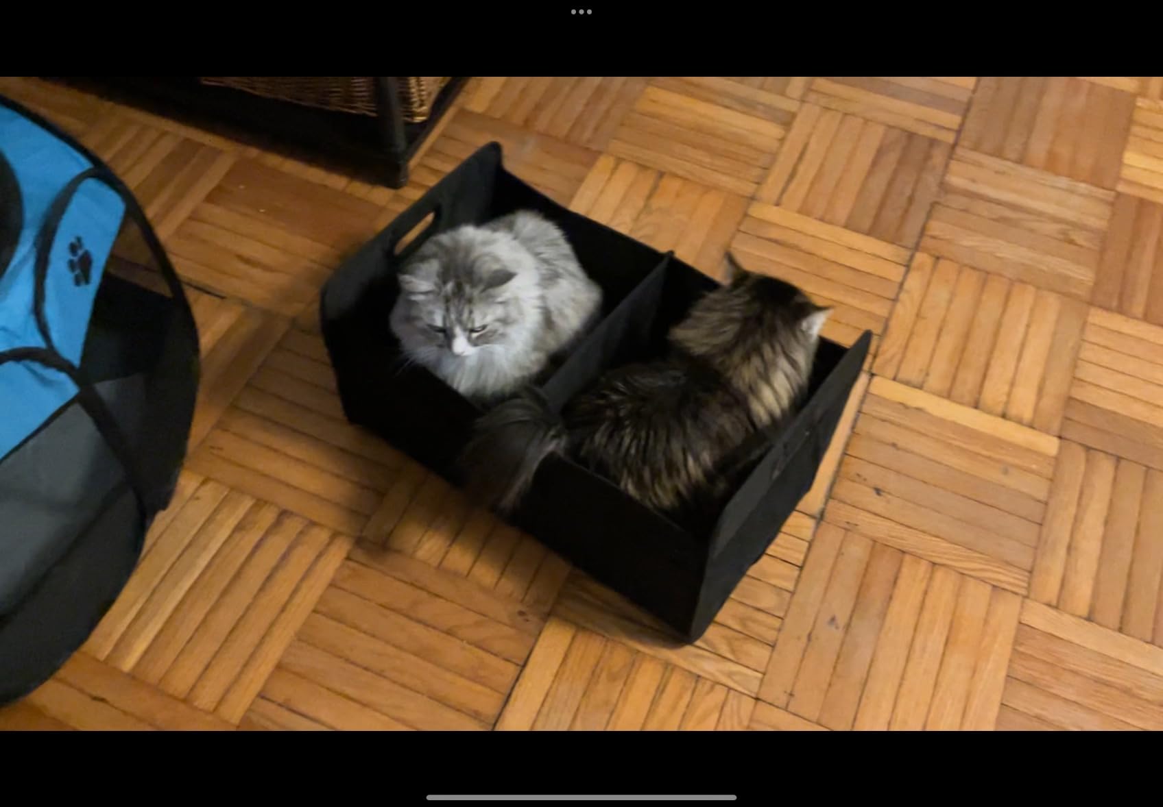 Simple Deluxe Car Trunk Organizer, 2 Compartments Collapsible Trunk Storage, Anti-slip Design, Made of Waterproof 600D Oxford Polyester, Suitable for SUV, Minivan, Truck, Standard Size, Black customer photo 2