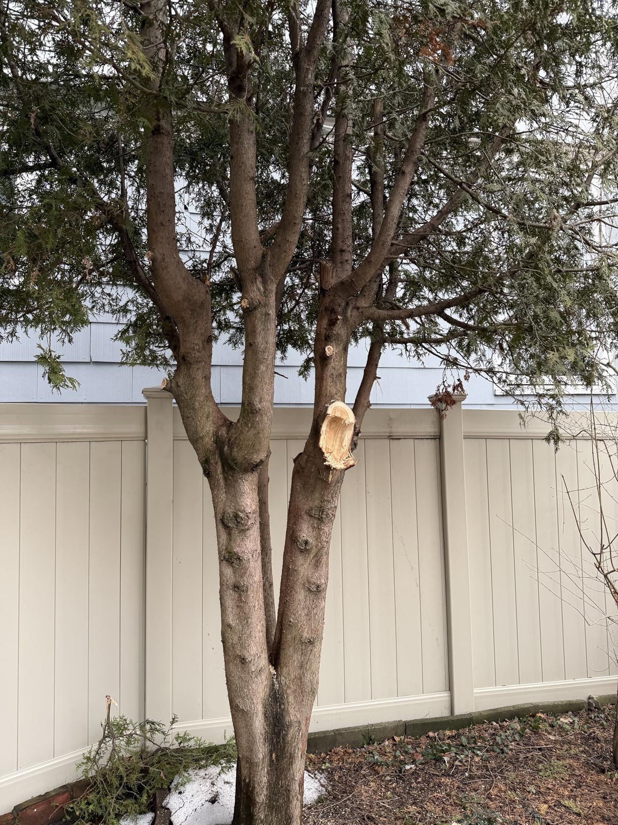 Mini Chainsaw- 6 Inch Electric Mini Chain Saw Cordless Battery Powered One-Hand Tree Trimming Saw with 2 Batteries, Portable Gardening Gadgets for Men, Unique Birthday Gifts for Dad Grandpa (Blue) customer photo 2