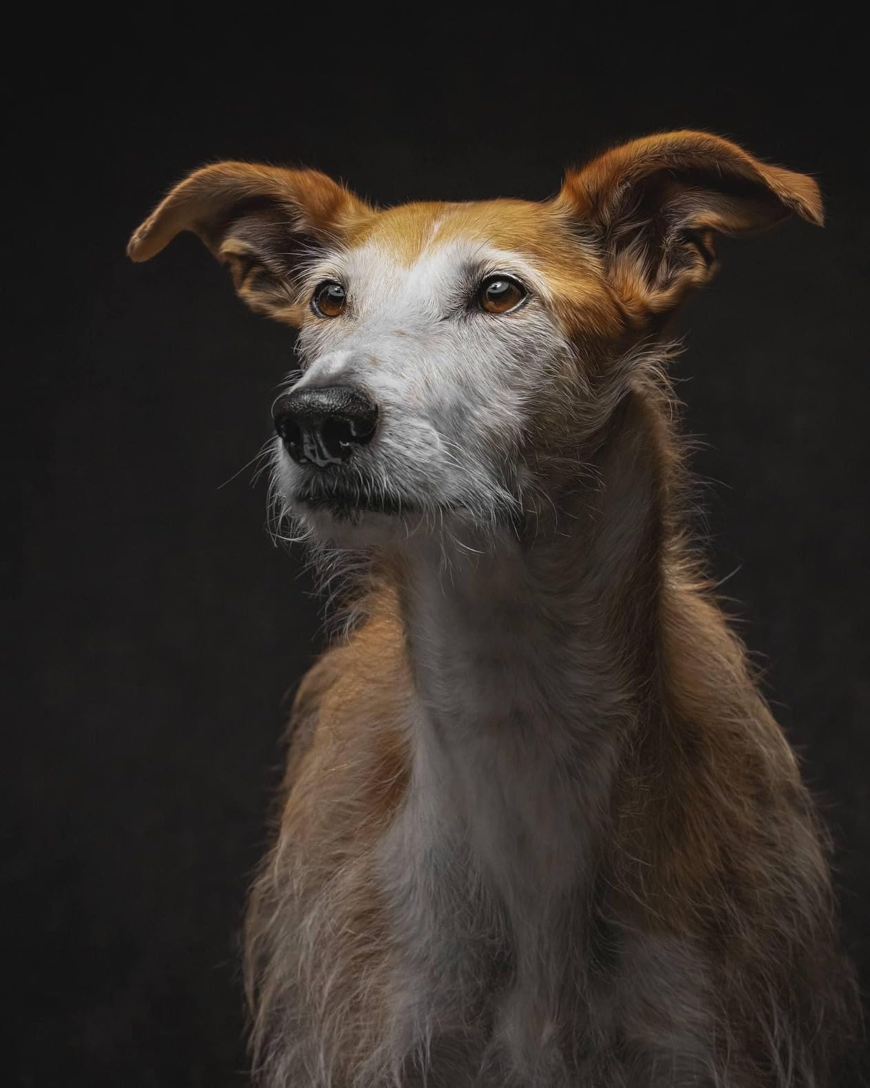 NEEWER FS150B LED Video Light 2.4G/APP Control,130W Bi Color COB Silent Photography Continuous Output Lighting with 4 Types Precise Dimming, 72000lux/1m, 2700K-6500K, CRI 97+,12 Effects, Bowens Mount customer photo 2