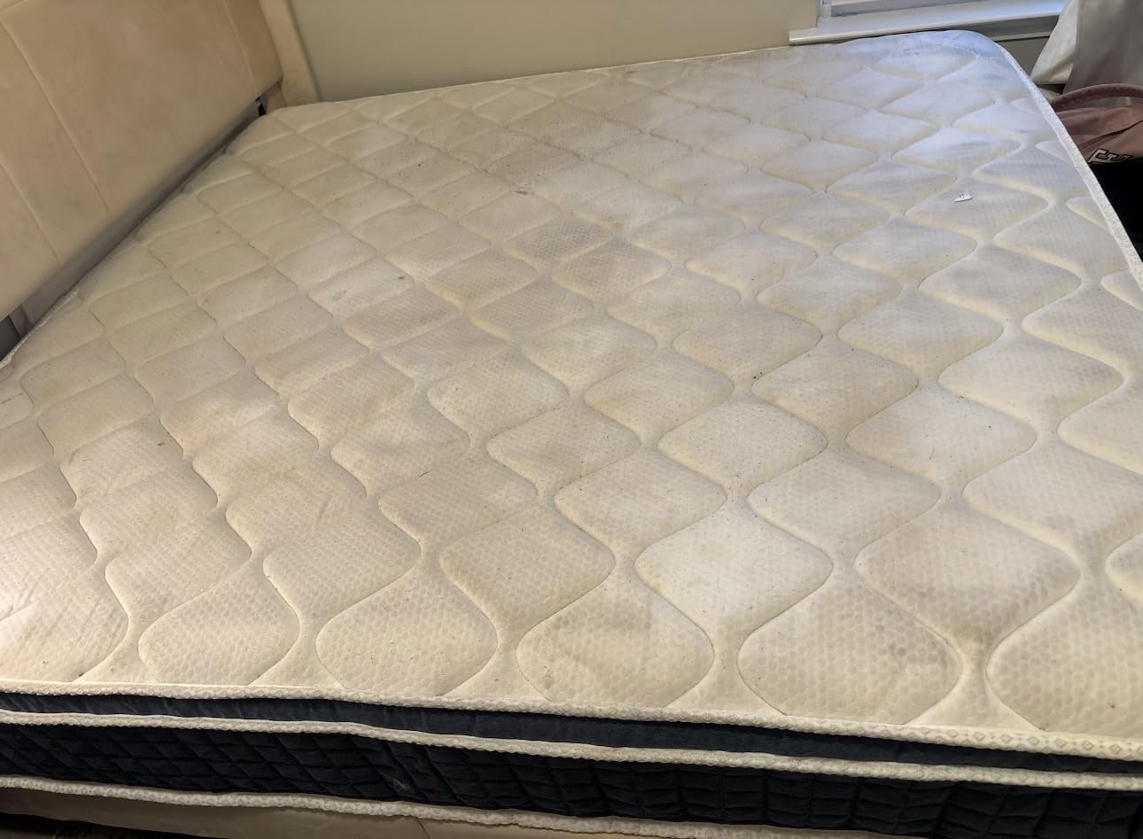 BISSELL TurboClean Pet XL Upright Carpet Cleaner, Upholstery Tough Stain Tool & Formula included, 3746 customer photo 1