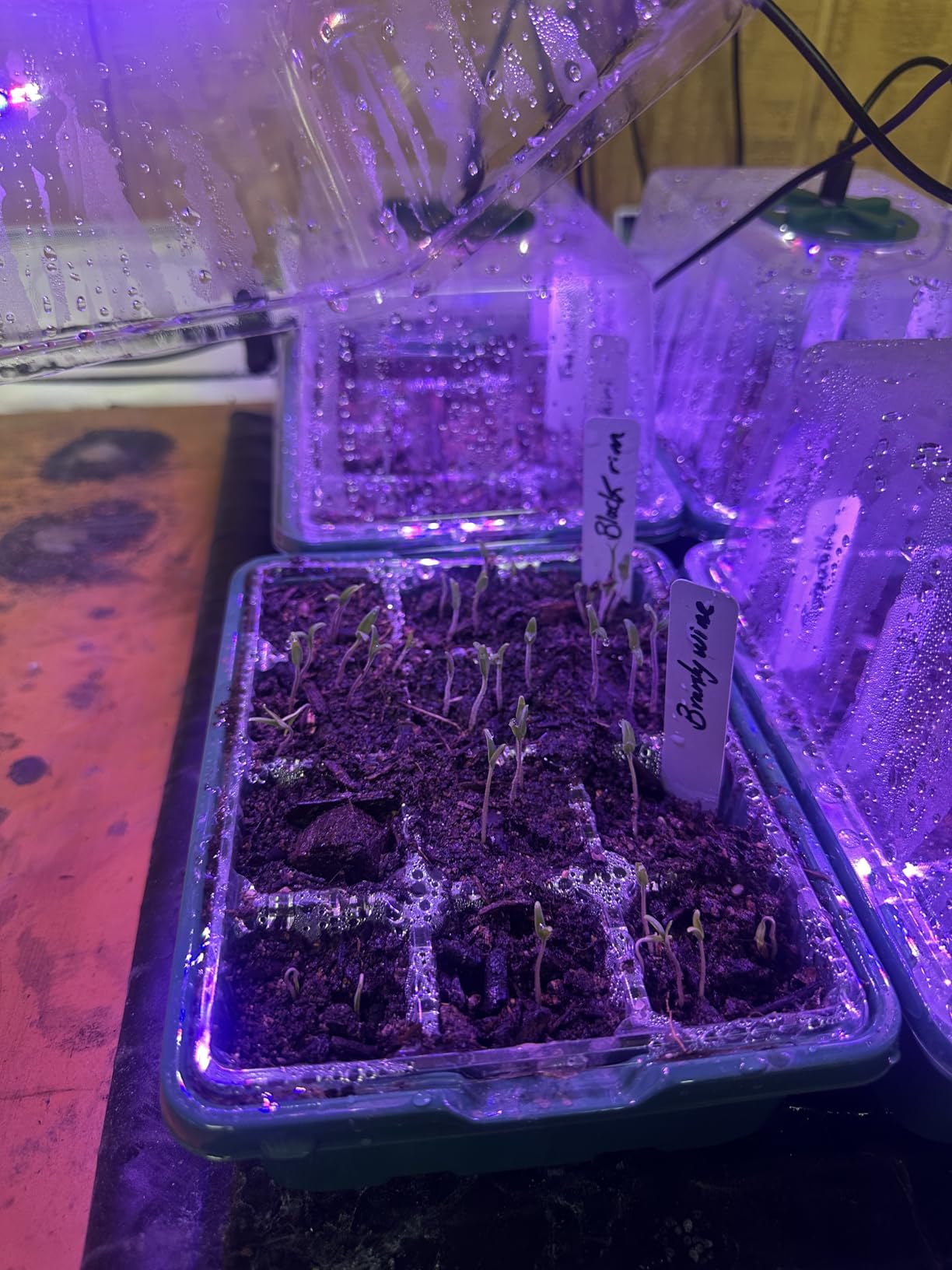 Bonviee 5 Packs Seed Starter Tray with Grow Light, Elevated Seedling Starter Trays Kits with Adjustable Humidity Domes and Clear Cell Tray, 12 Full Spectrum led lamp Beads for Plants Indoor-Clear customer photo 1