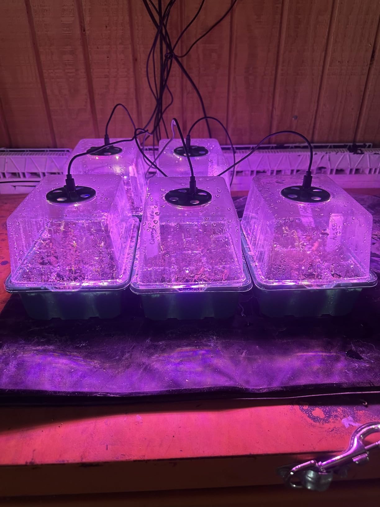 Bonviee 5 Packs Seed Starter Tray with Grow Light, Elevated Seedling Starter Trays Kits with Adjustable Humidity Domes and Clear Cell Tray, 12 Full Spectrum led lamp Beads for Plants Indoor-Clear customer photo 2