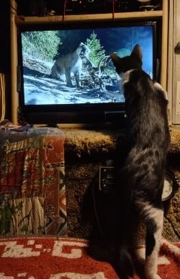 ROOFULL 4 Ports 8K HDMI 2.1 Switch 4 in 1 Out 8K@60Hz 4K@120Hz HDMI Switcher Selector with Remote Support 48Gbps HDR 10+ Dolby Vision/Atmos HDCP 2.3 CEC for PS5 4 Pro Xbox Apple TV Game PC Roku customer photo 1