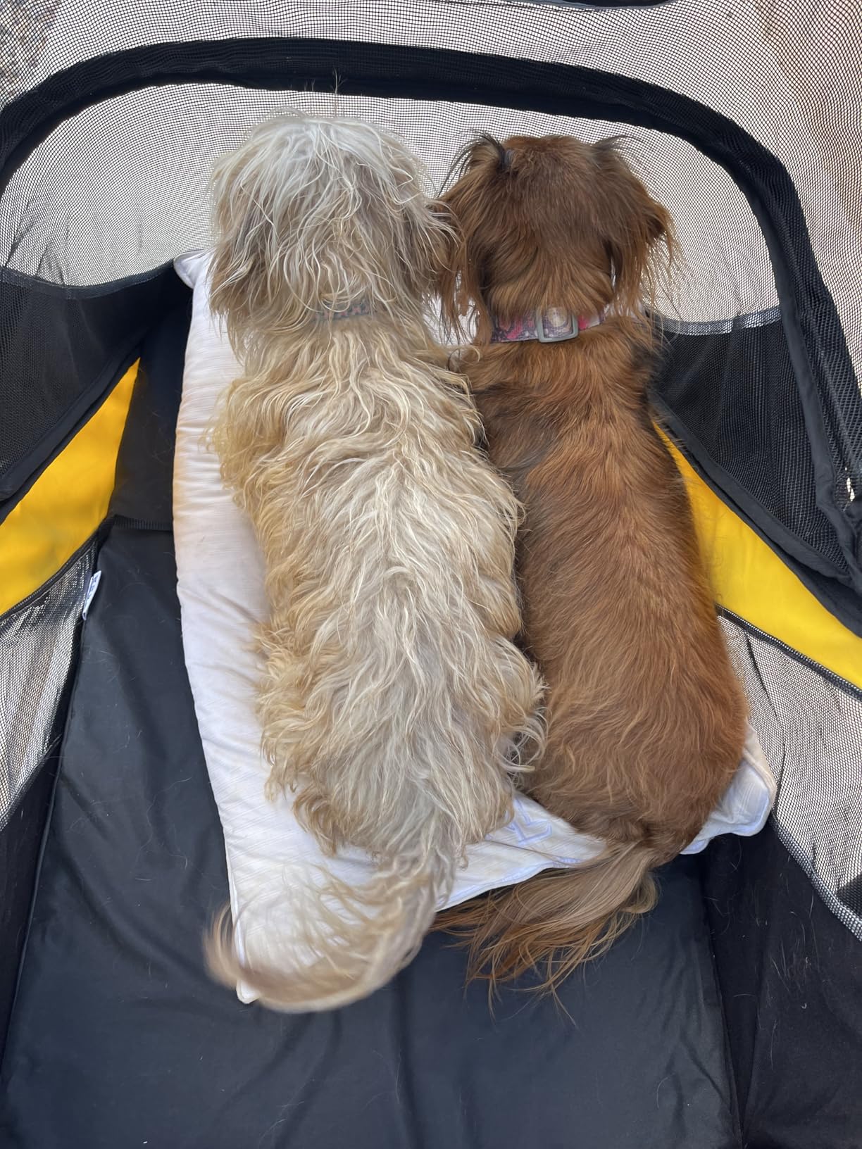 Petbobi Dog Stroller for Large & Medium Dogs - Easy Fold Dual Entry Pet Stroller with One-Foot Brake, All Terrain Wagon Cart with Air Mesh, Ideal for Large Senior Pets up to 80 lbs, Black customer photo 2