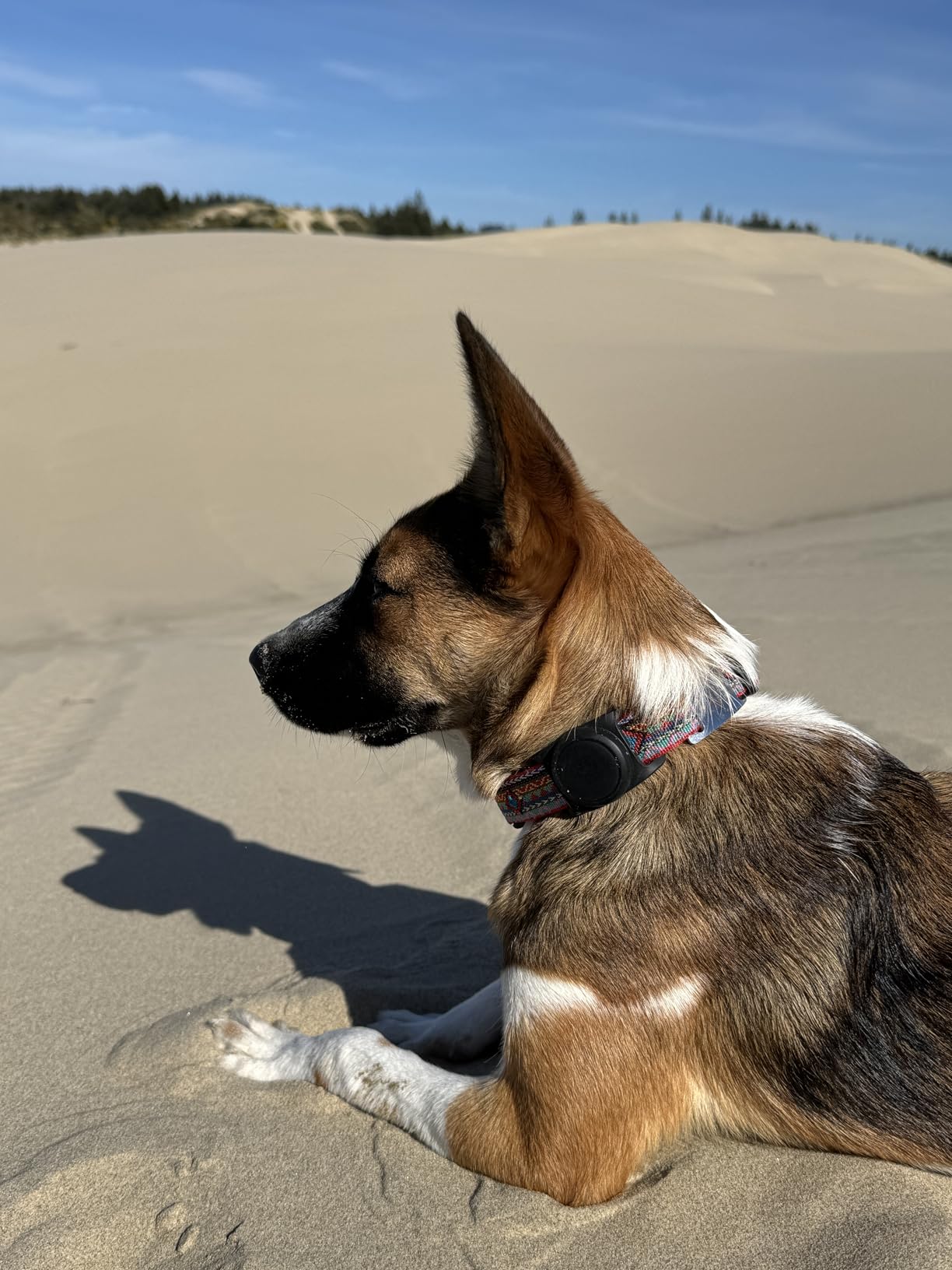 for Airtag Dog Collar Holder 2 Pack,Waterproof Dog Collar Holder for Apple AirTag(Gen 1 & 2),Silicone Air Tags Case for Dog Collars(Black) customer photo 2