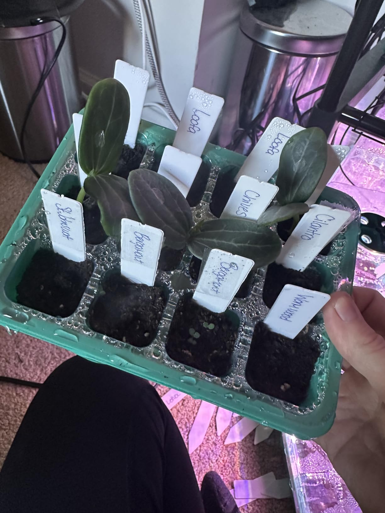 YAUNGEL Seed Starter Tray with Grow Light, 5 Pack Seed Starter Kit with Heat Mat, Seedling Starter Trays with Timing Controller Adjustable Brightness, Thicken Trays with Humidity Domes customer photo 1