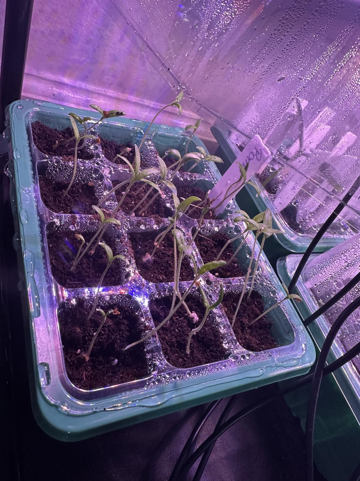 YAUNGEL Seed Starter Tray with Grow Light, 5 Pack Seed Starter Kit with Heat Mat, Seedling Starter Trays with Timing Controller Adjustable Brightness, Thicken Trays with Humidity Domes customer photo 2