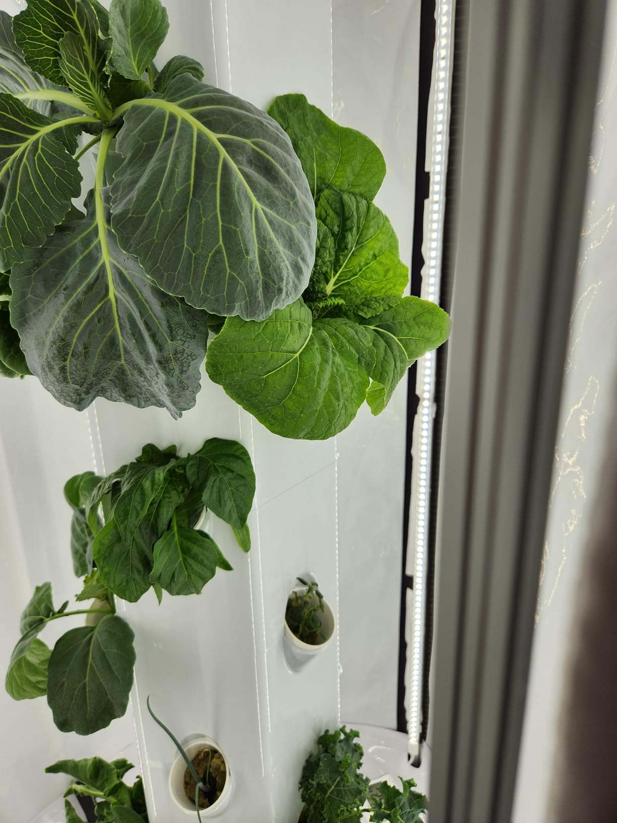 Indoor Hydroponic Growing System 2.0 - Grow 27 Lettuce, Vegetable, Herb & Fruiting Plants | Includes Grow Tent, 150W LED Grow Lights, Fan & Wheels for Indoor Gardening customer photo 1