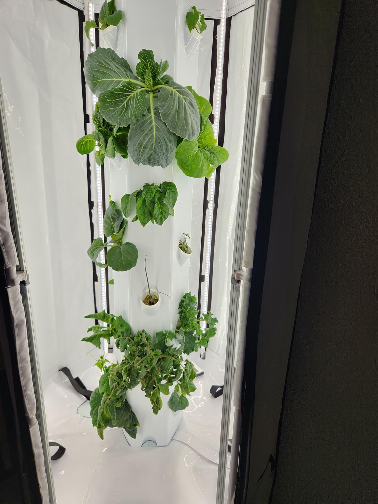 Indoor Hydroponic Growing System 2.0 - Grow 27 Lettuce, Vegetable, Herb & Fruiting Plants | Includes Grow Tent, 150W LED Grow Lights, Fan & Wheels for Indoor Gardening customer photo 2