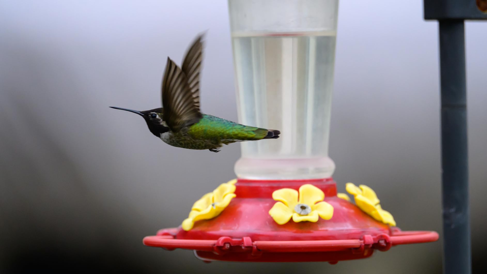 Tamron 150-500mm F/5-6.7 Di III VC VXD for Nikon Z Mount Mirrorless Cameras customer photo 1