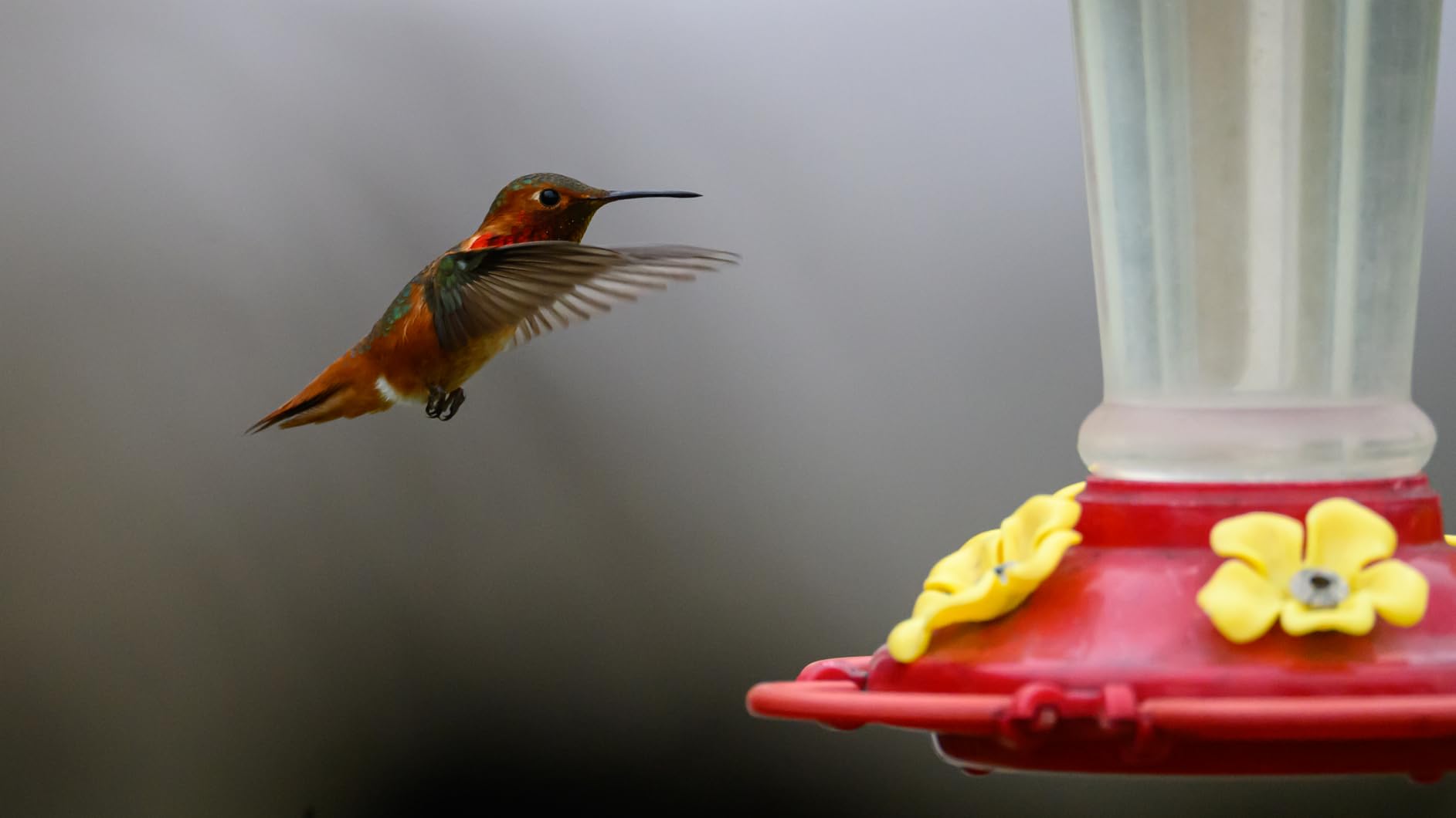 Tamron 150-500mm F/5-6.7 Di III VC VXD for Nikon Z Mount Mirrorless Cameras customer photo 2