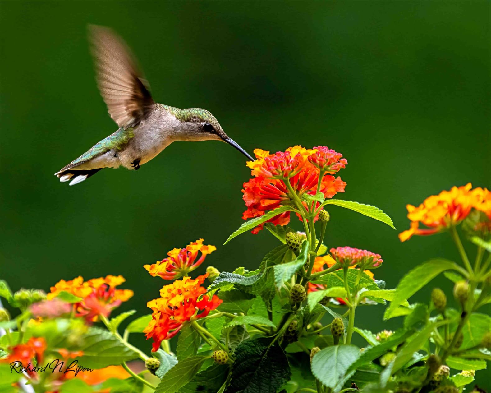 Sony Alpha 9 III Mirrorless Camera with World's First Full-Frame 24.6MP Global Shutter System and 120fps Blackout-Free Continuous Shooting customer photo 1