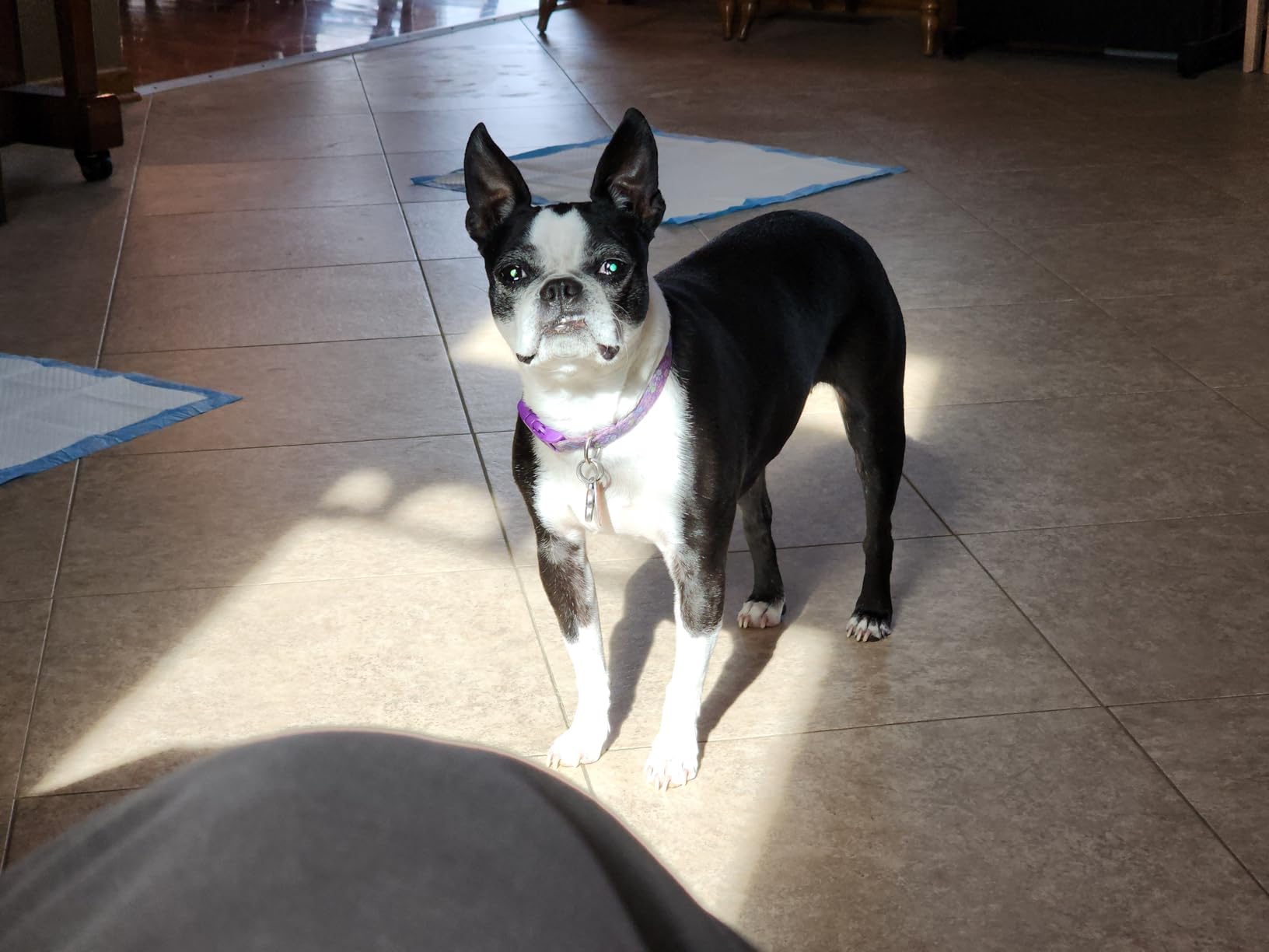 CrossWave OmniForce Cordless Multi-Surface Hard Floor Cleaner and Mop, Wet Dry Vacuum with Dedicated Dry Vacuum Mode, 3882 customer photo 1