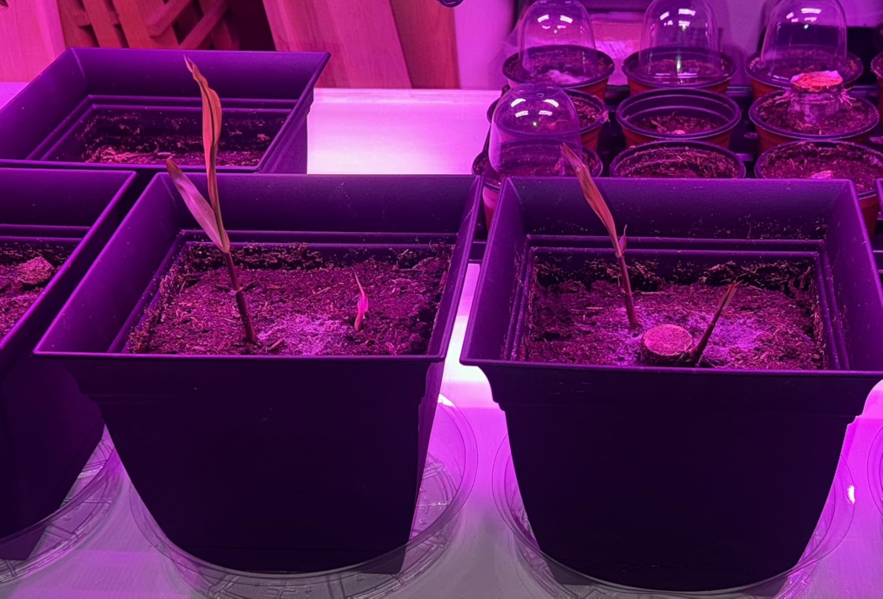 Hlite 16inch 4 Pack LED Grow Lights - Linkable Grow Lights for Indoor Plants, Full Spectrum Plant Lights Plug and Hanging Design with On/Off Switch Hanging Grow Light from seedling to Flowering, Black customer photo 2