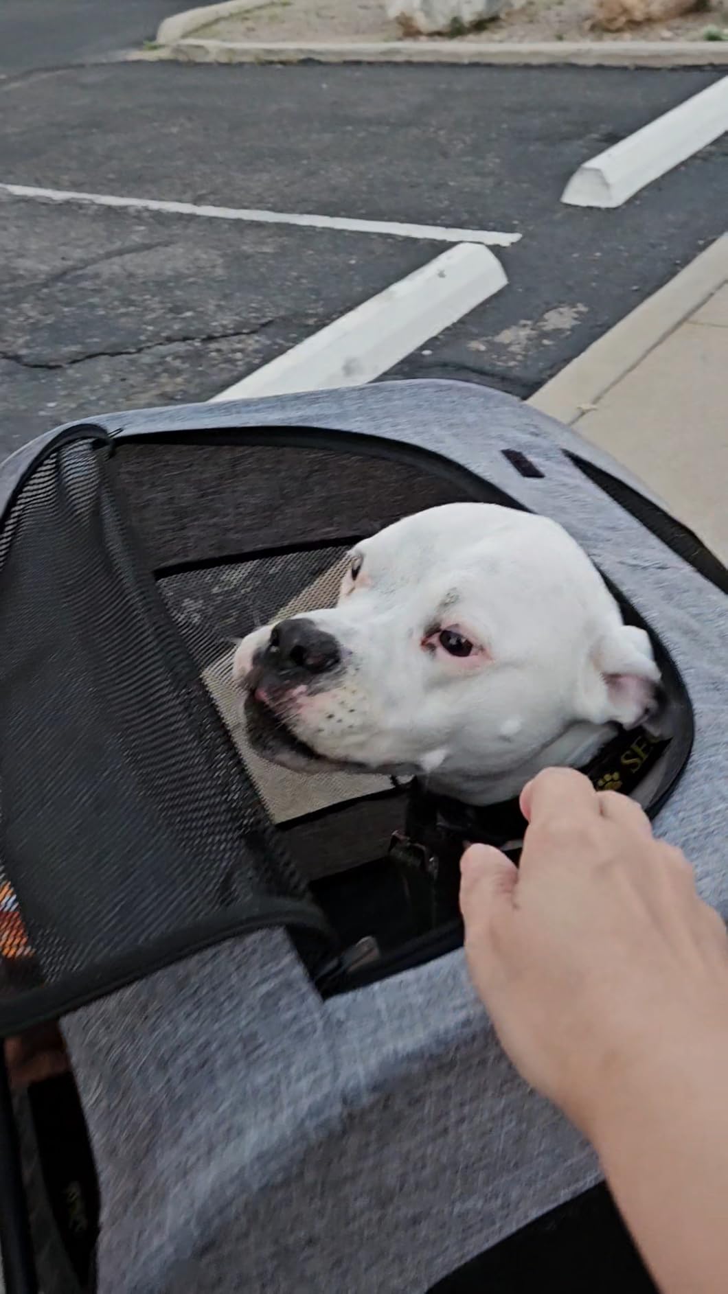 EchoSmile XL Extra Large Dog Stroller - Adjustable Handles, Lightweight Folding Pet Stroller, All-Terrain 4 Wheel for 2 Medium Dogs, Dual Entry Safety Dog Stroller, Capacity 160 lbs, Gray customer photo 1