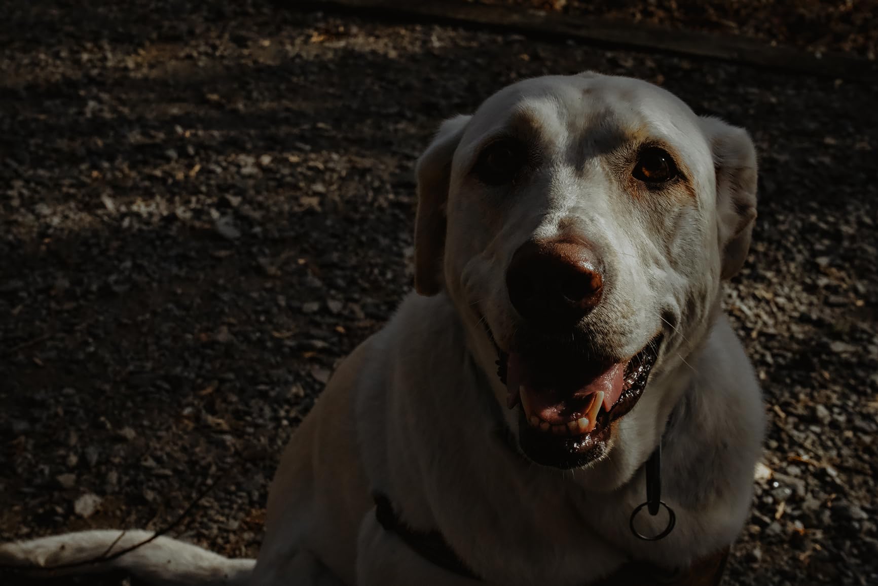 Sony Alpha 7 III Full Frame Mirrorless Camera Kit with 28-70mm Lens | 24.2MP Digital Camera for Professional Photography and 4K Video (ILCE7M3K/B) with Bag, 64GB Card, Memory Card Reader and More customer photo 2