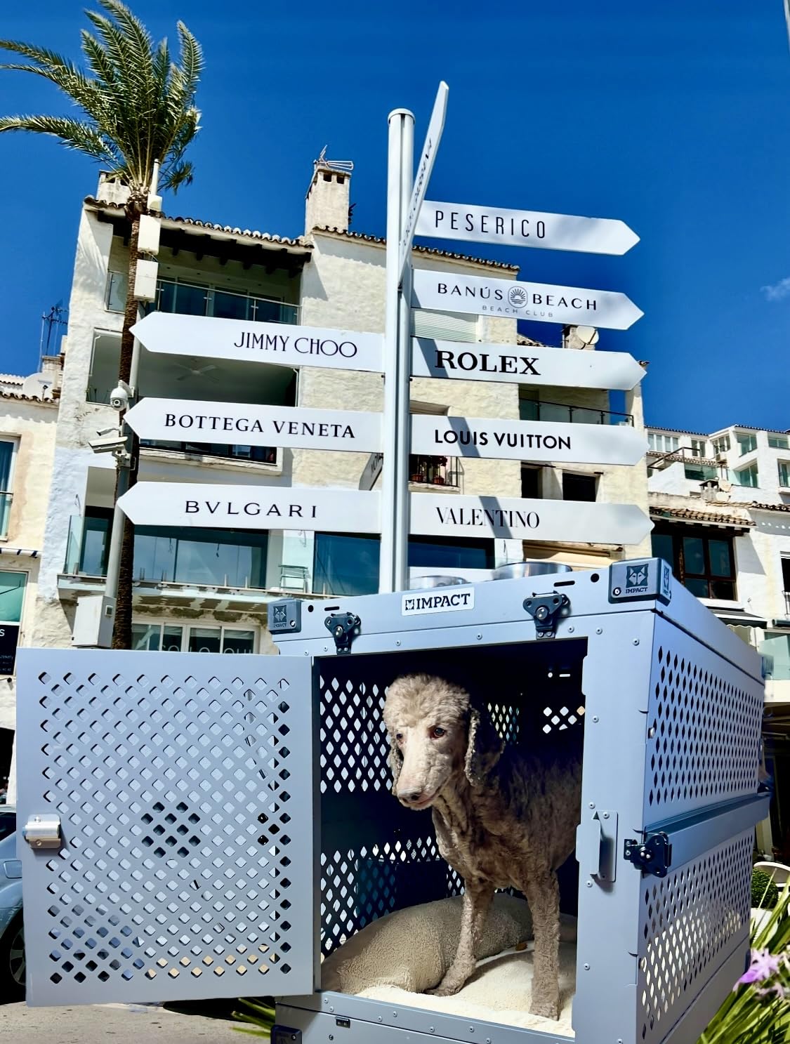 Impact Collapsible Dog Crate - Foldable Hard Crate for Intermediate Dogs - Heavy Duty Travel Kennel with Powder-Coated Aluminum - 34 Inch customer photo 1