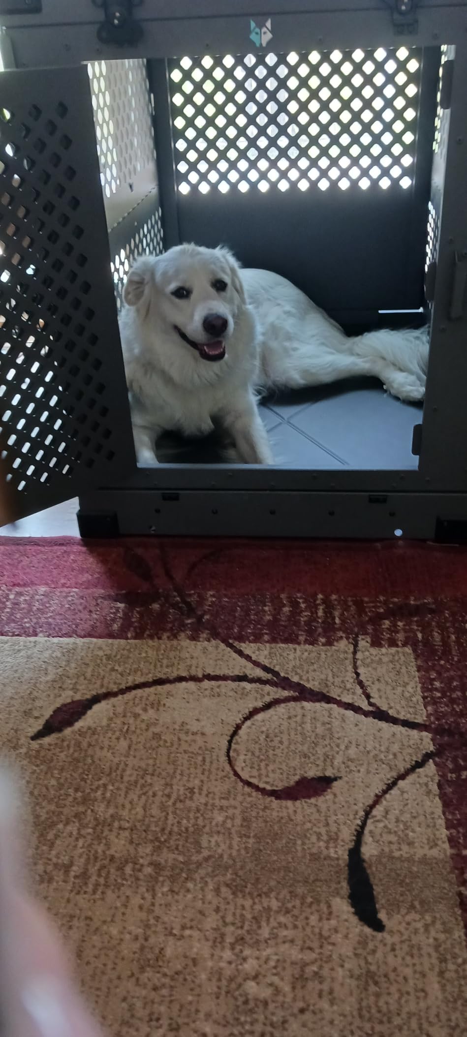 Impact Collapsible Dog Crate - Foldable Hard Crate for Intermediate Dogs - Heavy Duty Travel Kennel with Powder-Coated Aluminum - 34 Inch customer photo 2