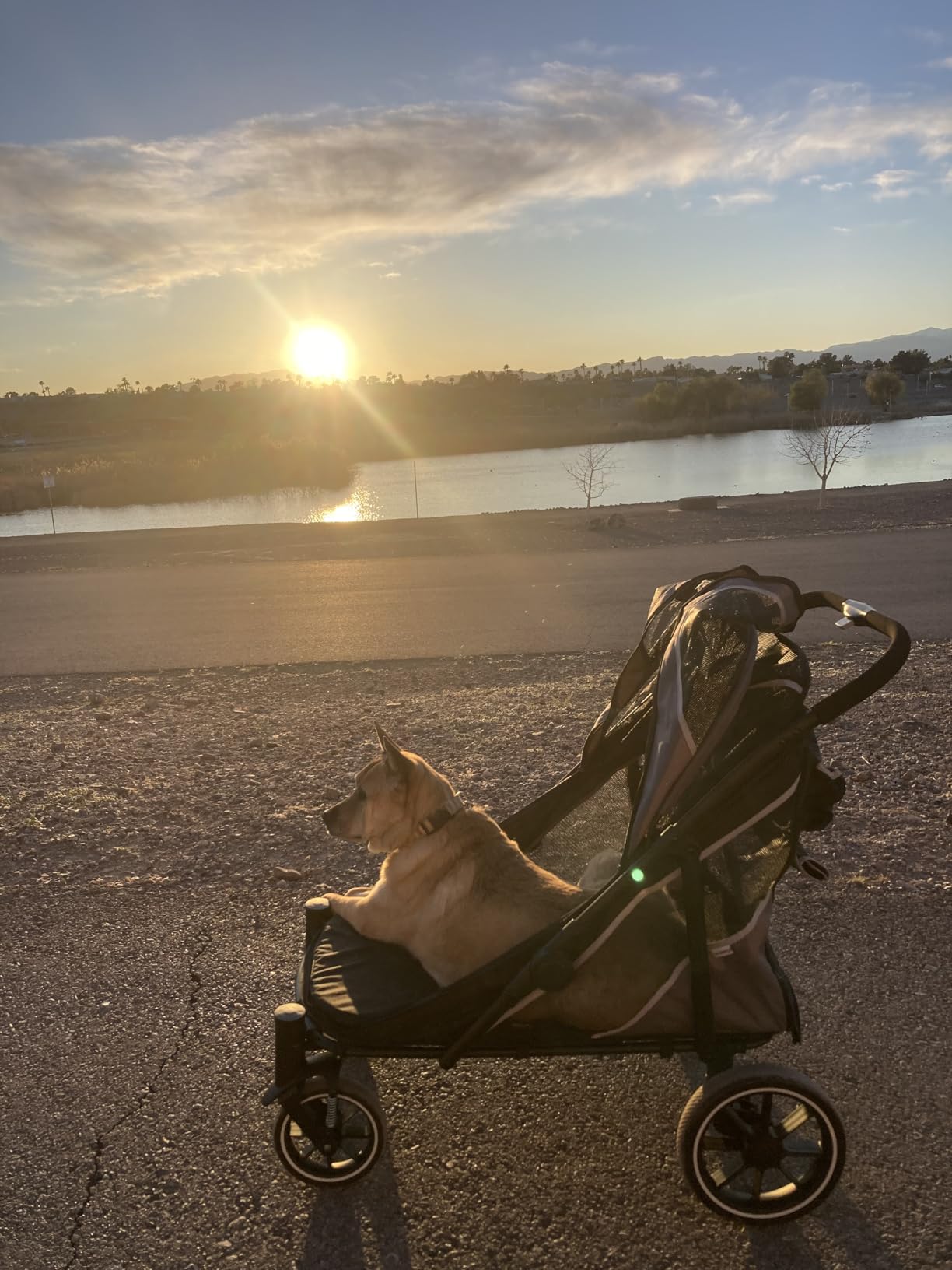 Dog Stroller for Medium/Large Dogs One-Click Folding, Extra Large Pet Stroller for 2 Dogs with Storage Pocket & Shock Absorption, Up to 130 lbs, Red customer photo 2