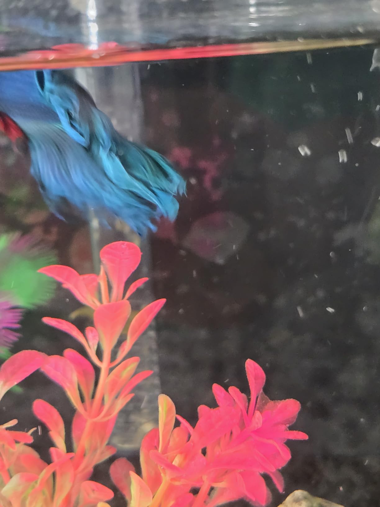 AQUANEAT Aquarium Heater, 50W Fish Tank Heater, Adjustable Submersible Water Thermostat with Thermometer customer photo 2