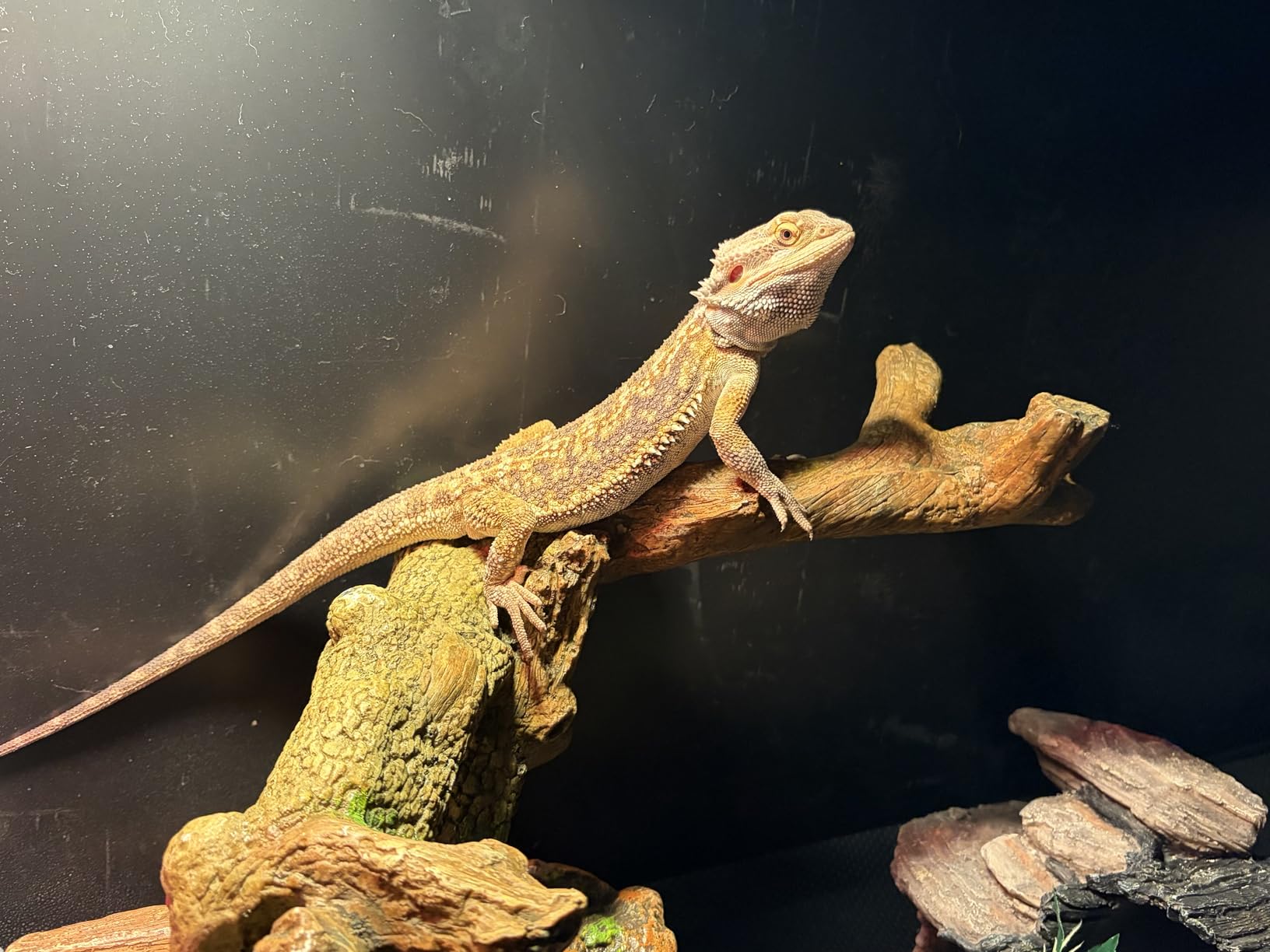 120 Gallon Bearded Dragon Tank,48