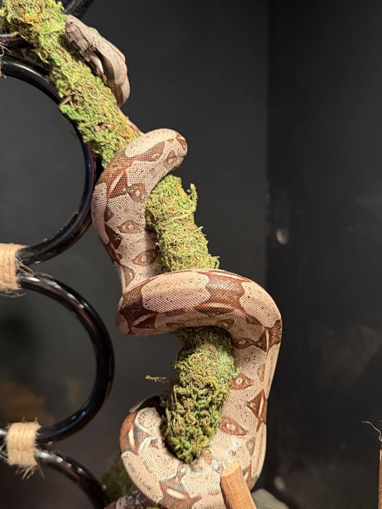 REPTIZOO 67 Gallon PVC Tall Reptile Tank, 24 x18x36 inch Large Reptile Terrarium for Gecko Lizard Chameleon Frog Snake, Enclosure Habitat with Sliding Door & Top Screen Ventilation customer photo 2