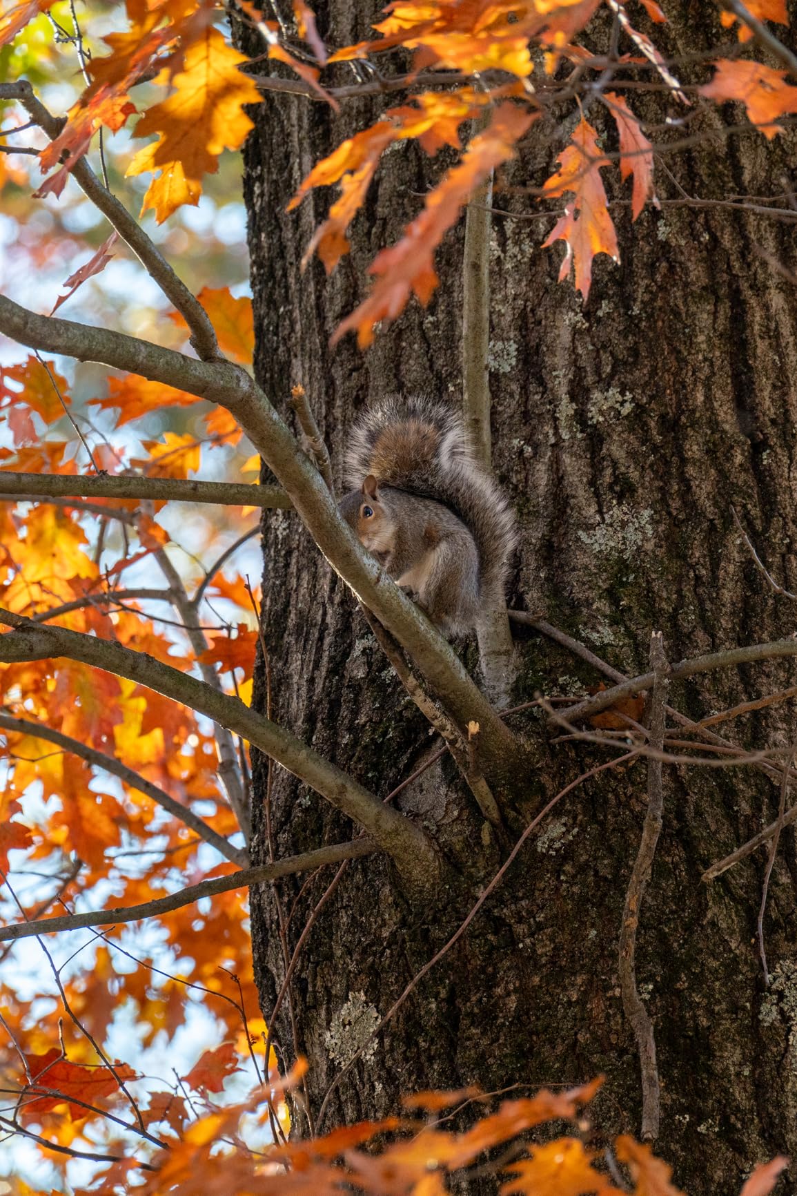 Nikon NIKKOR Z 28-400mm f/4-8 VR Mirrorless Lens customer photo 1