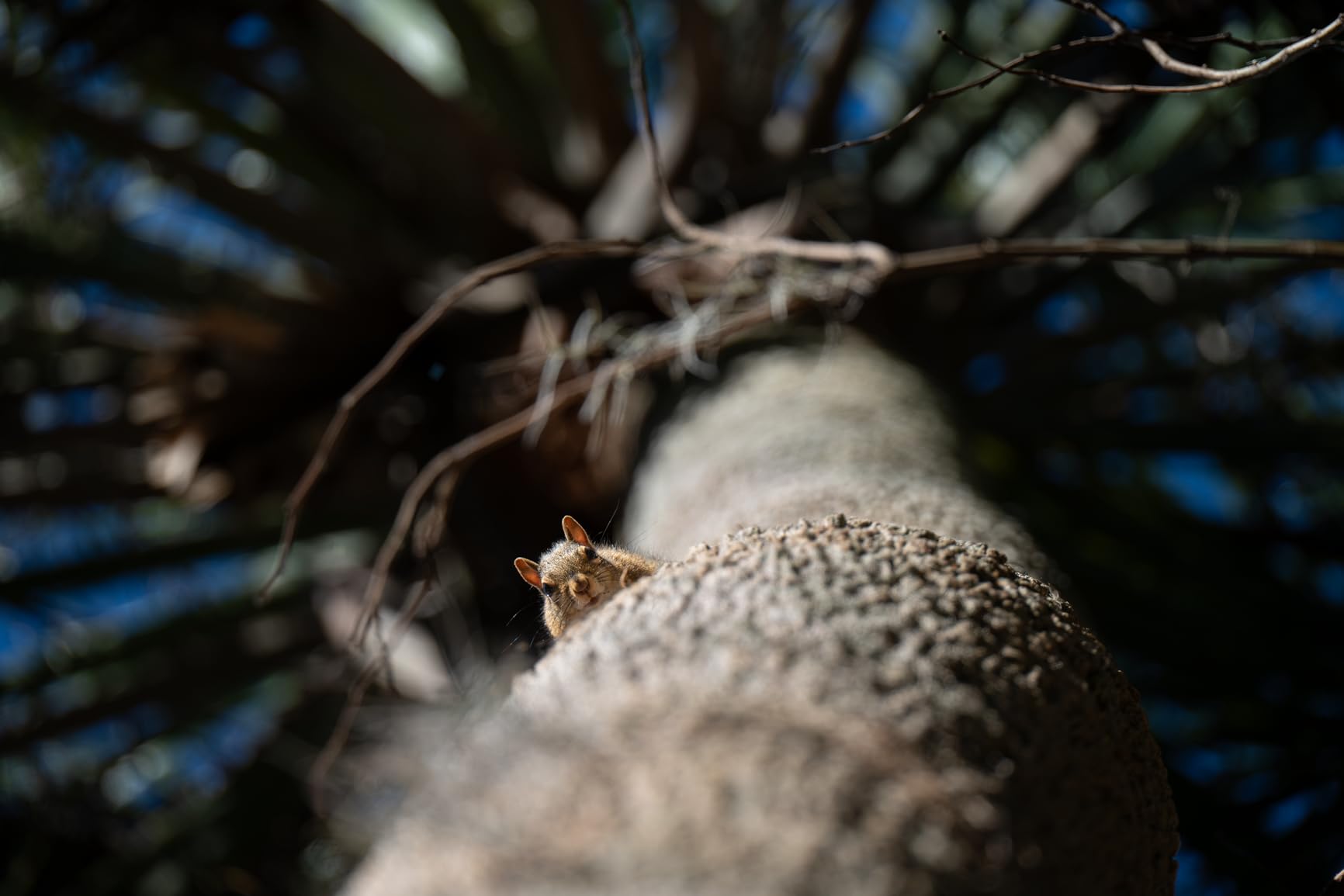 Nikon NIKKOR Z 28-400mm f/4-8 VR Mirrorless Lens customer photo 2