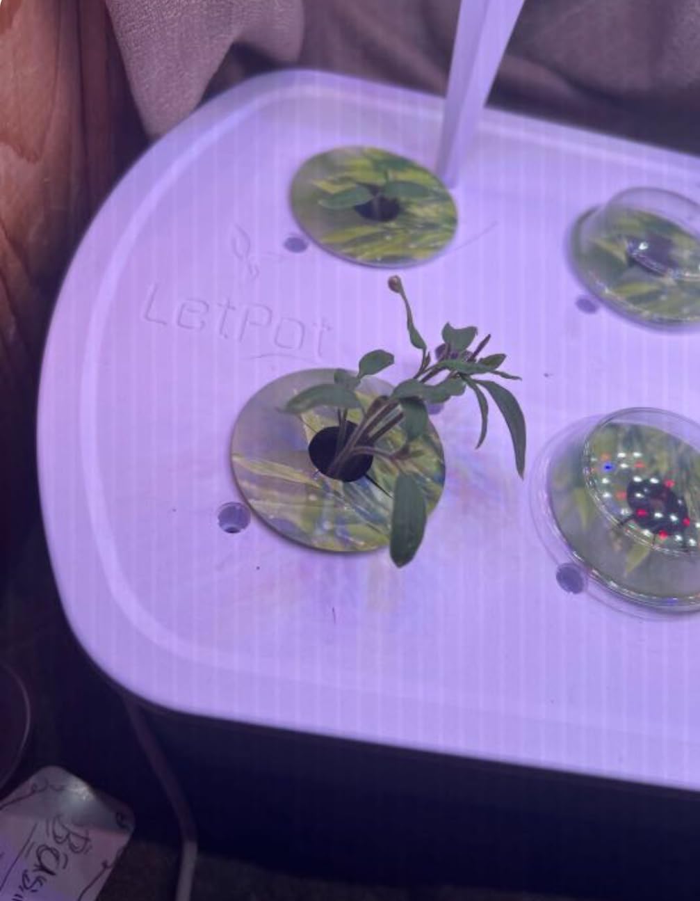 LetPot LPH-Air Hydroponics Growing System Kits, APP & WiFi Controlled Smart Indoor Garden with Adjustable 24W Grow Light Full Spectrum, 10 Pods Planter Indoor Gardening for Gifts, Kitchen, Vegetable customer photo 1